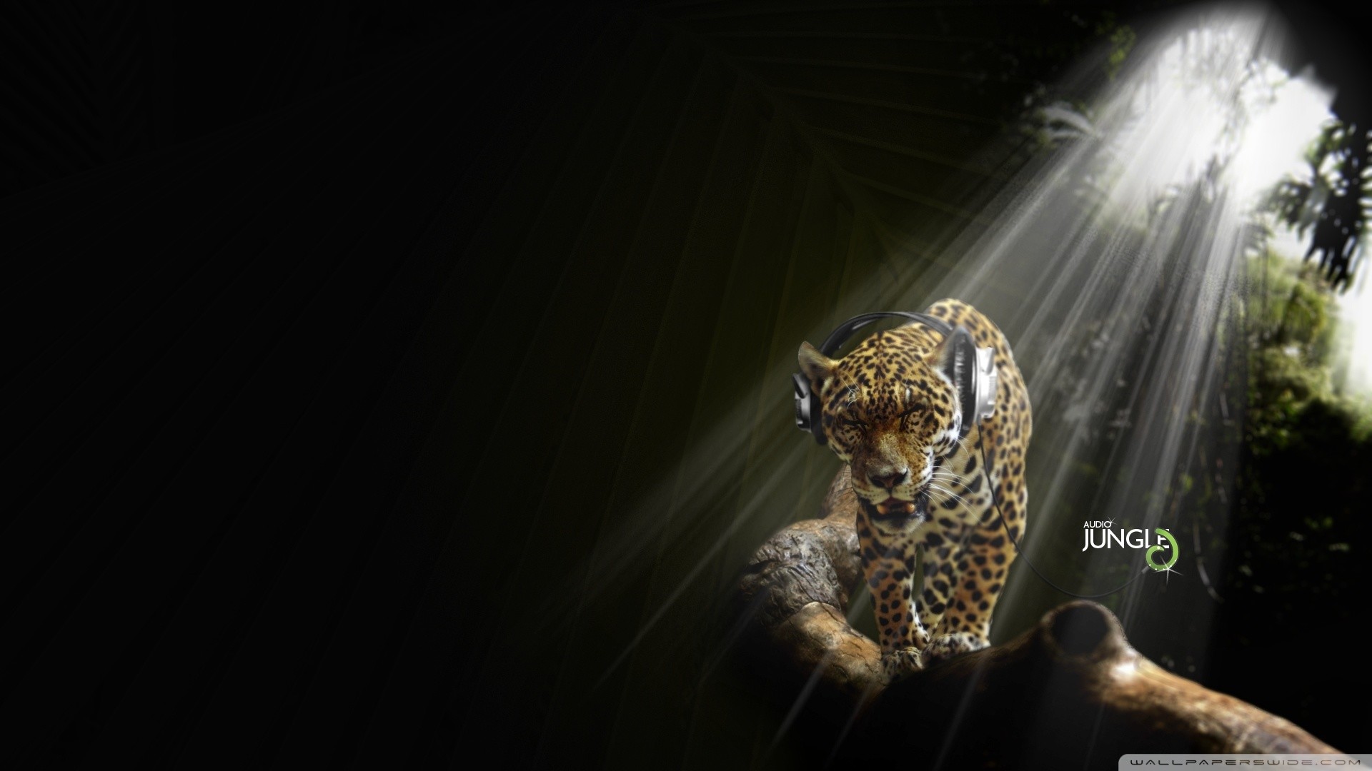 Giaguaro, Raggio di luce, Sfondo nero, Jungle, 1920x1080, wallpaper desktop