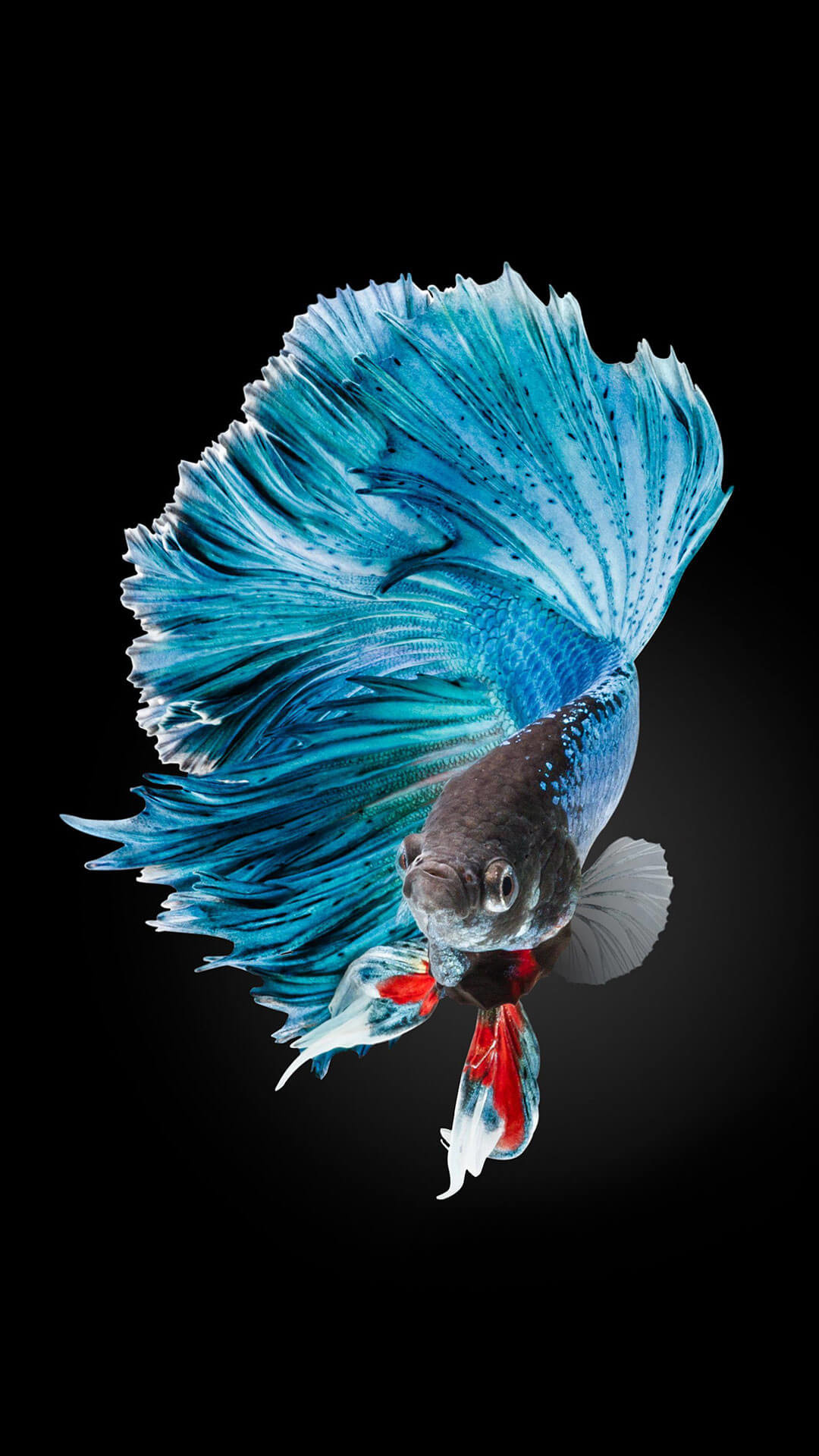 Pesce combattente, Betta splendens, Sfondo nero, Blu, wallpaper iPhone