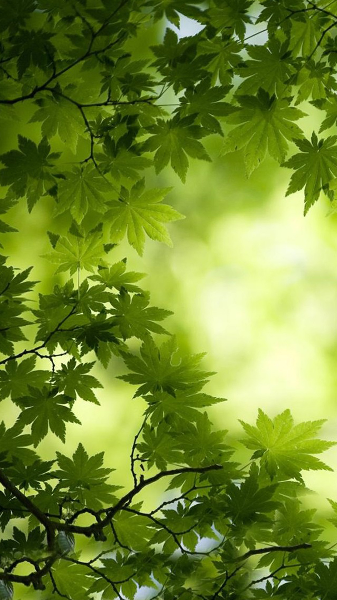 Acero giapponese, Foglie, Controluce, Verde, Full HD, sfondo per smartphone