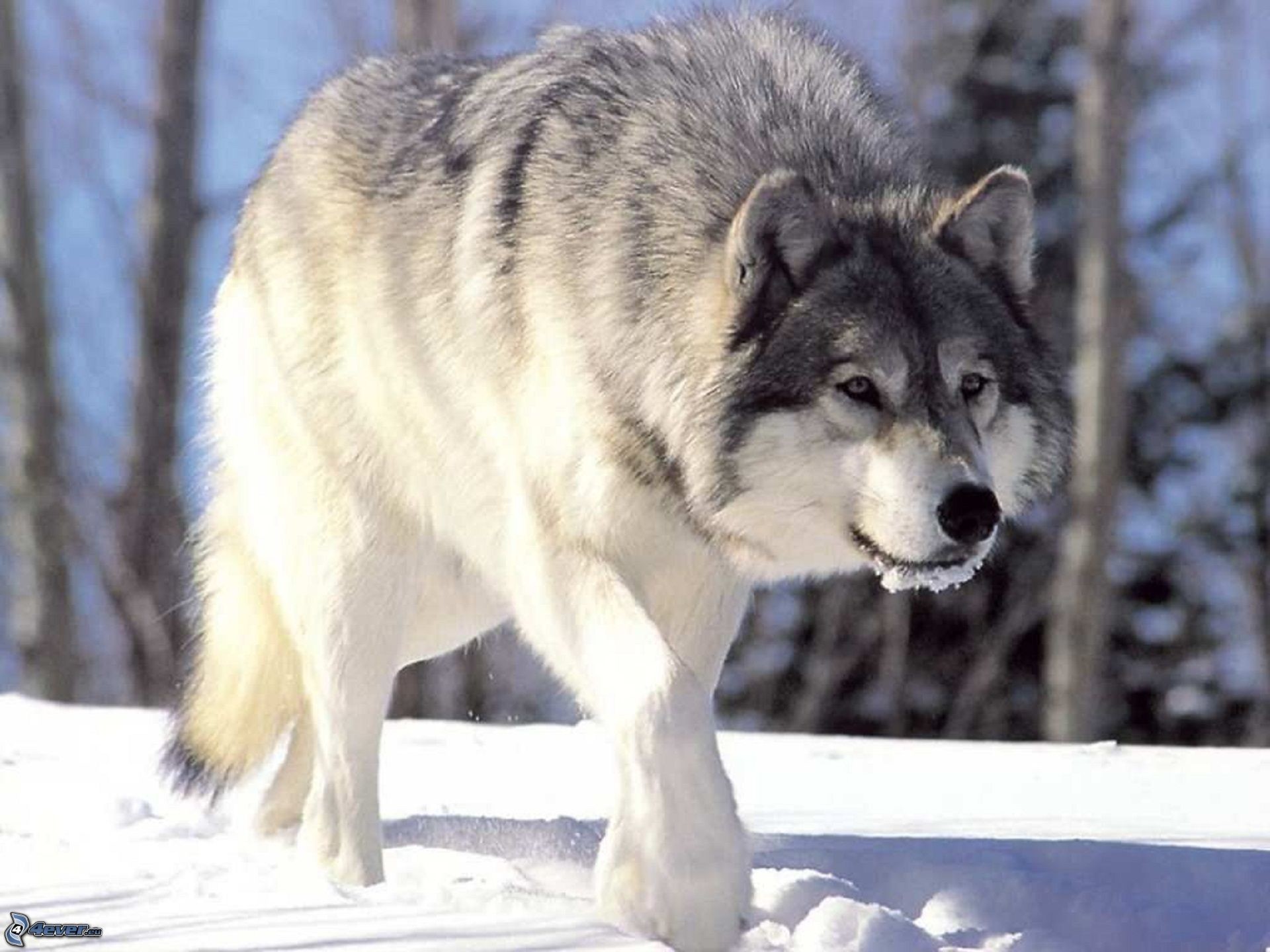 Lupo grigio, Neve, Bosco, sfondo per iPad e tablet