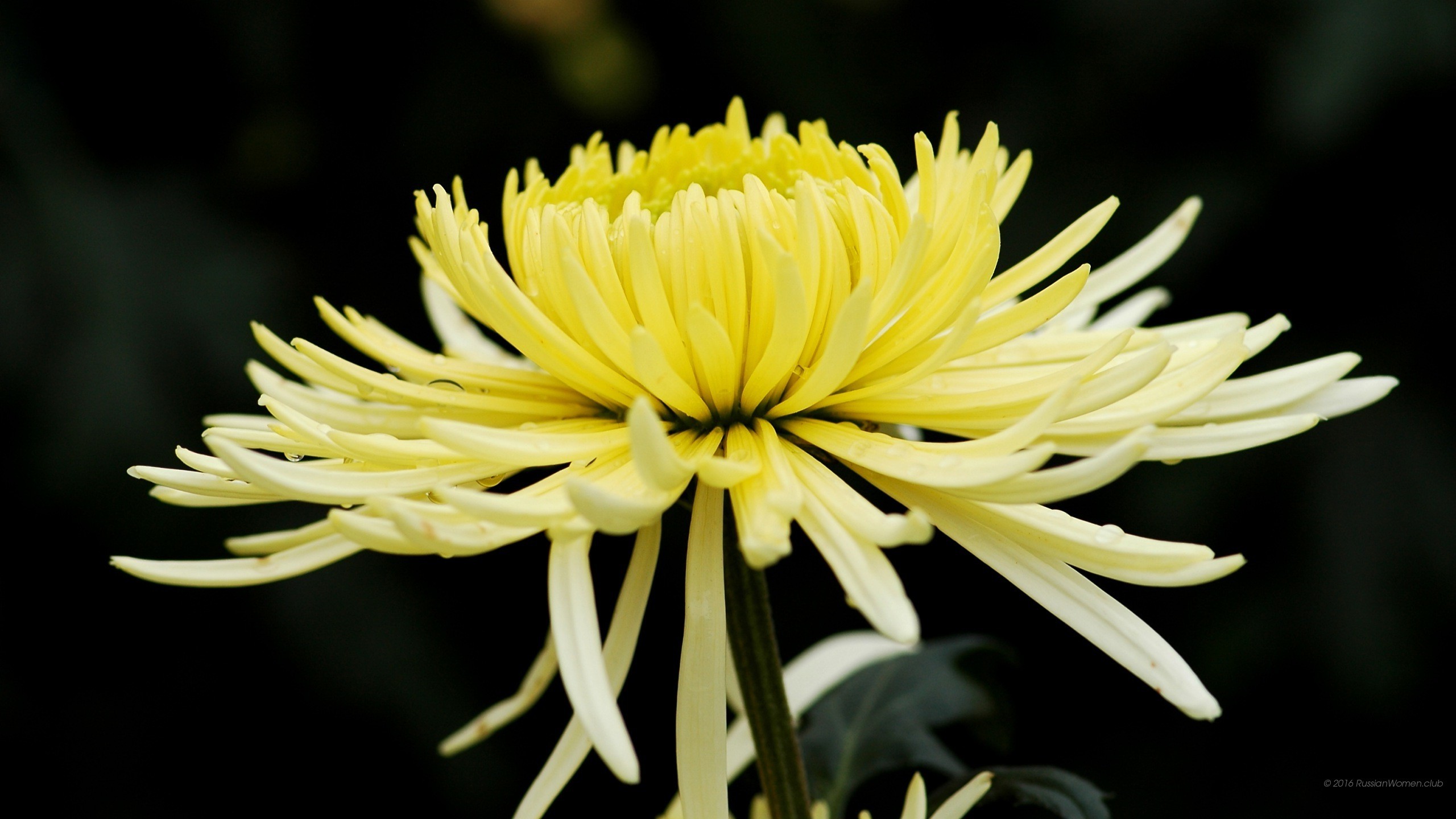 Crisantemo, Fiore giallo chiaro, Sfondo nero, wallpaper per cellulare