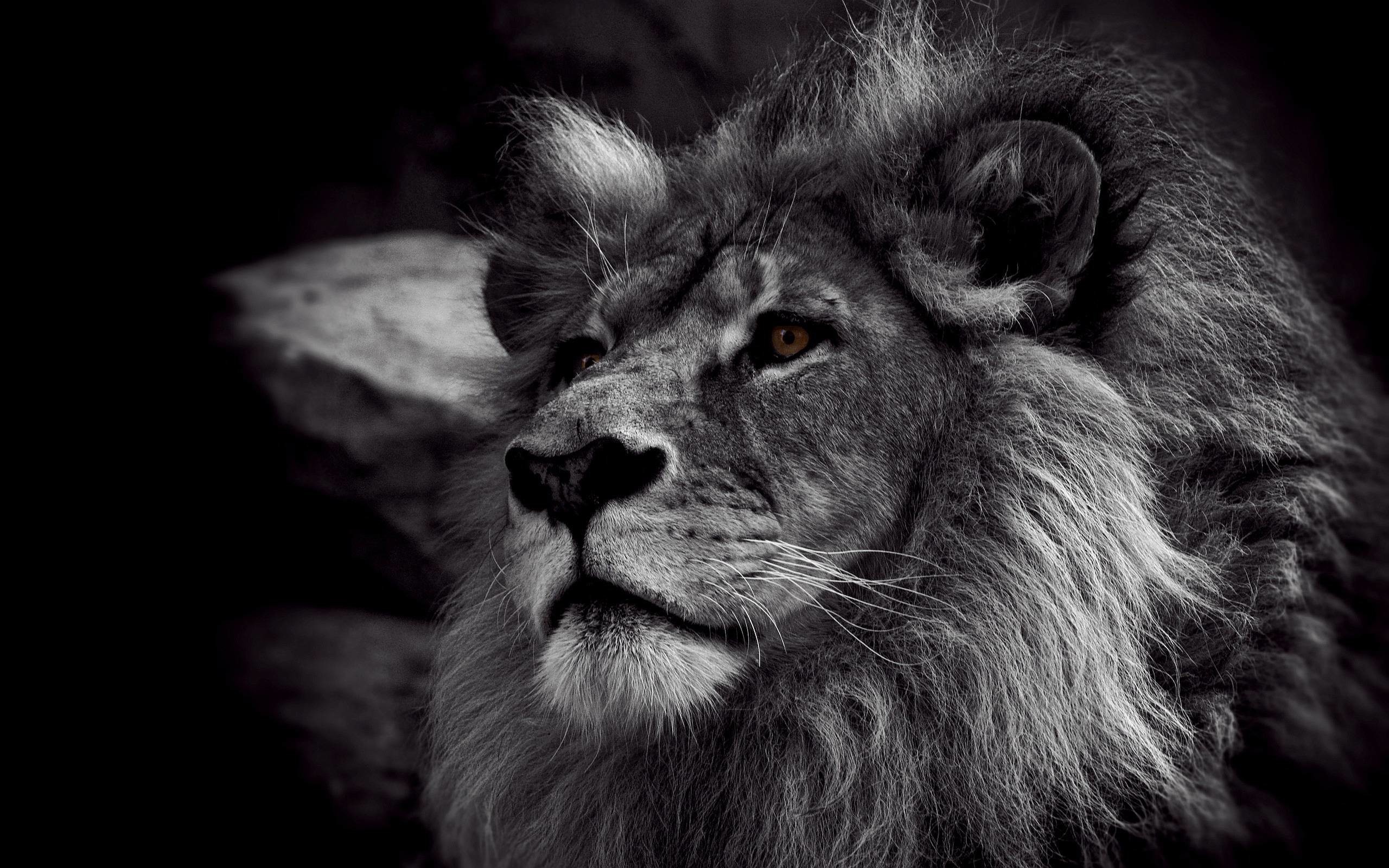 Leone, Bianco e nero, Ritratto, 2560x1600, sfondo MacBook Pro