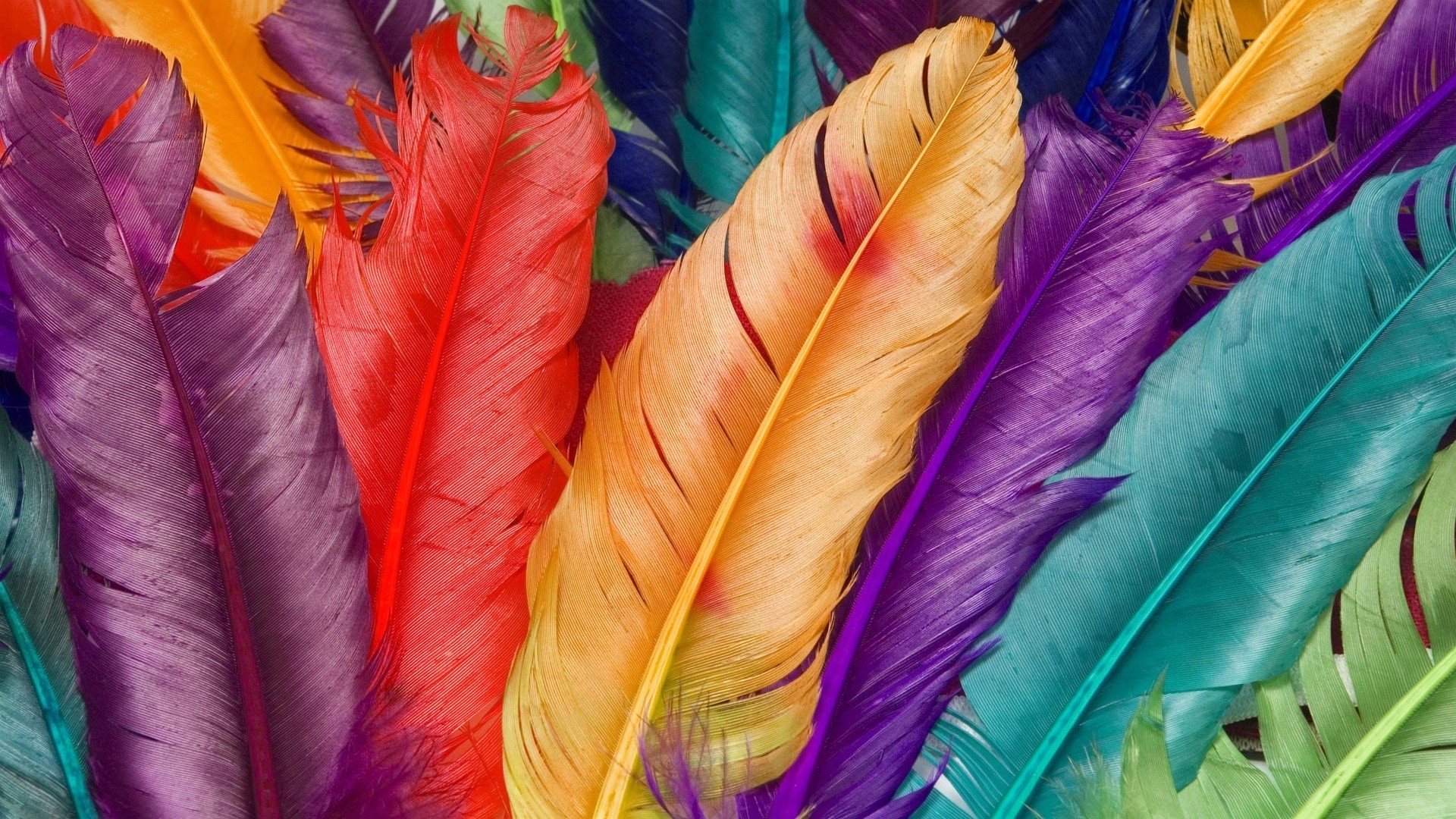 Piume colorate, Primo piano, Colori arcobaleno, Full HD 1080p, sfondo desktop