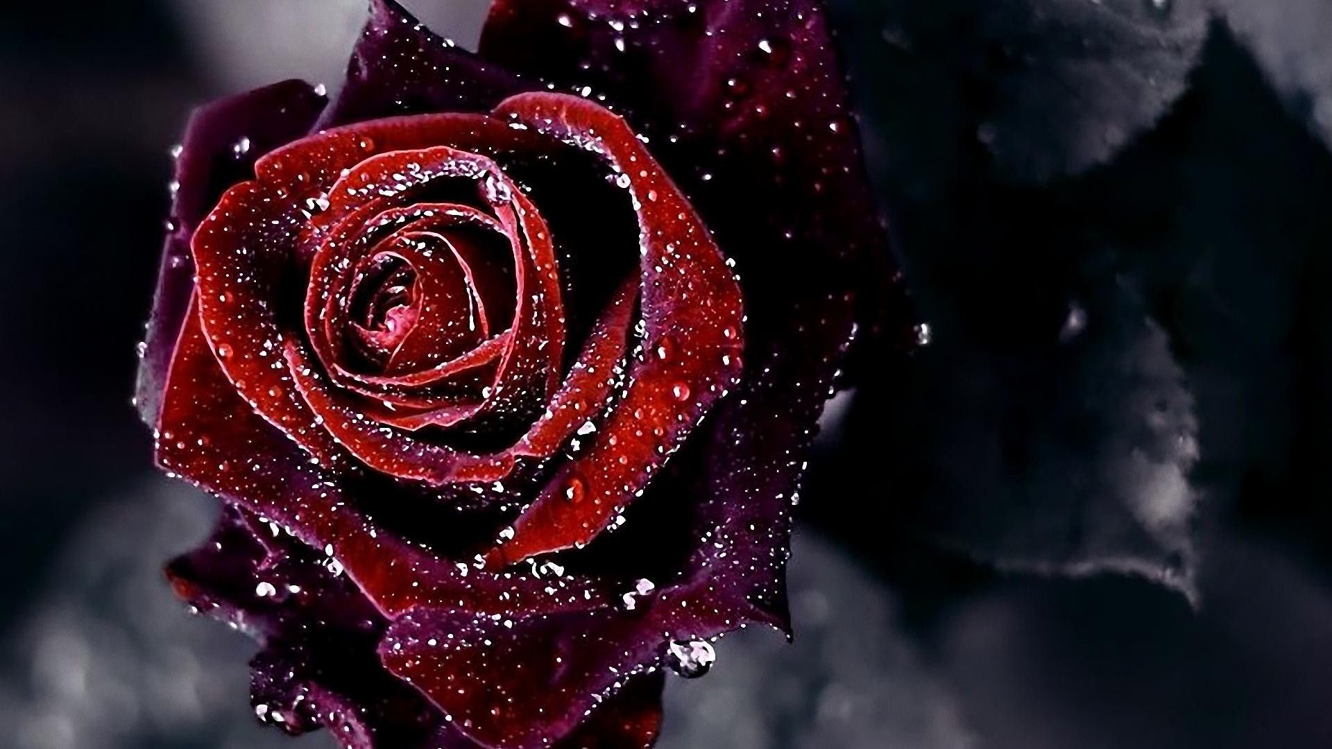 Rosa rossa scura, Gocce, Sfondo scuro, Full HD, wallpaper desktop
