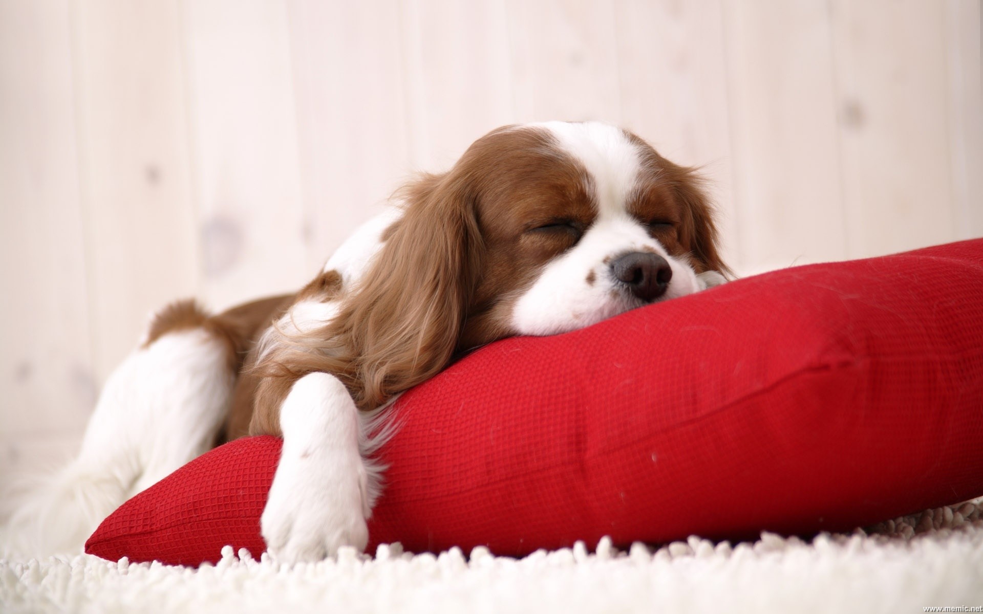 Cavalier King Charles Spaniel, Cane, Dormire, Cuscino rosso, Full HD, wallpaper desktop