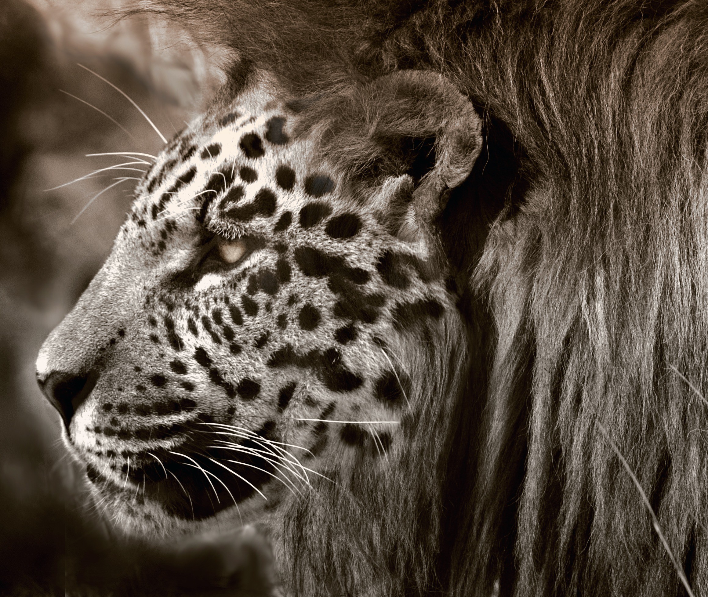 Leopardo, Criniera, Fotomontaggio, Toni seppia, Full HD, sfondo per PC