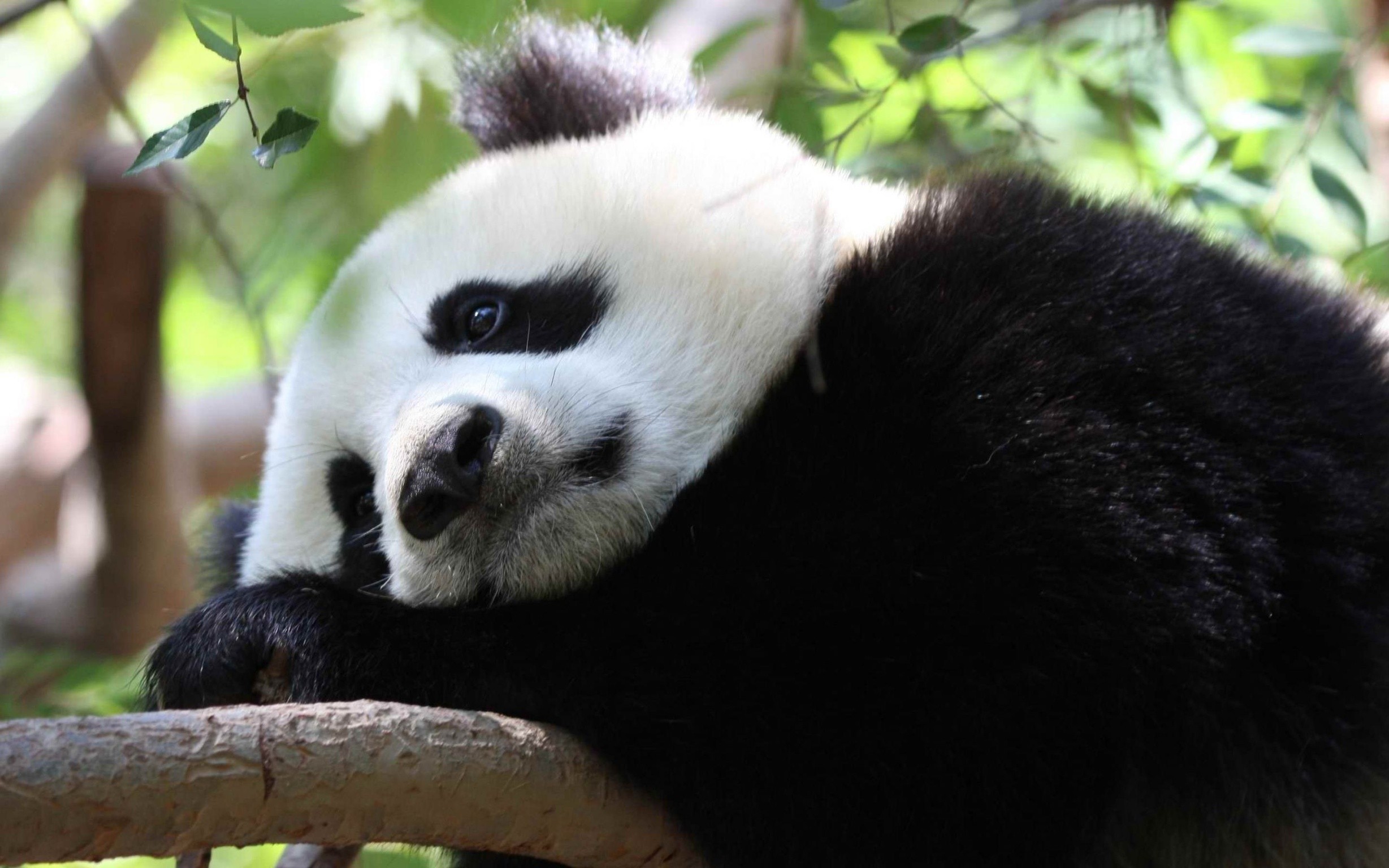 Panda gigante, Riposo, Ramo, 2457x1536, sfondo MacBook Pro