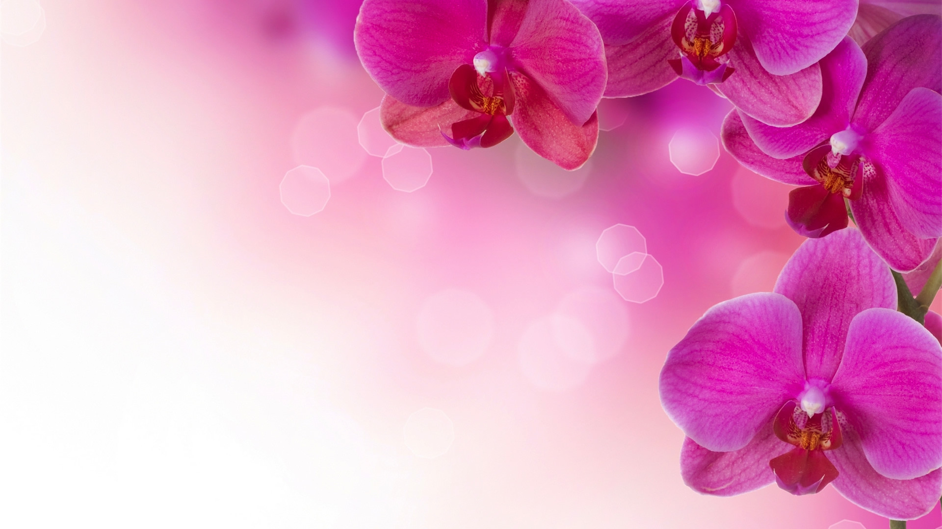 Orchidee fucsia, Phalaenopsis, Bokeh, Rosa, Sfondo bianco, Full HD, wallpaper desktop