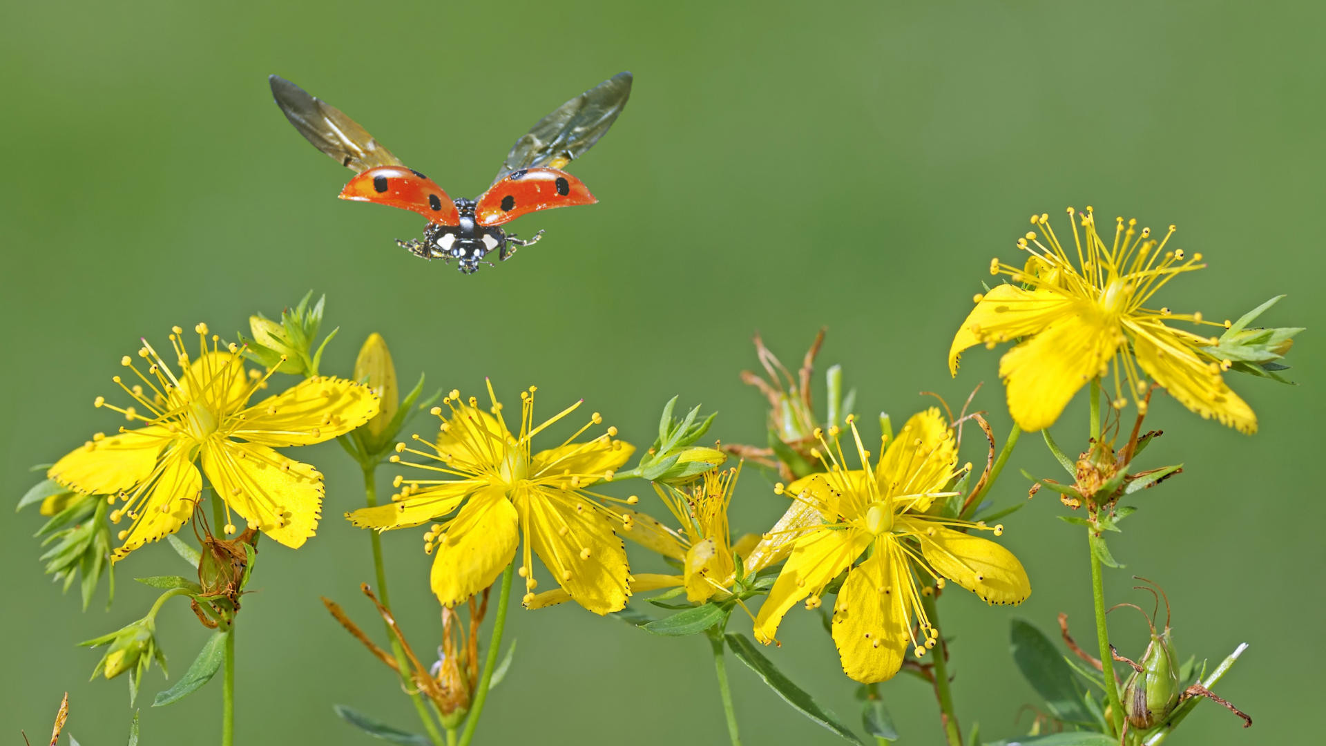 Iperico, Fiori gialli, Coccinella, Prato, 1920x1080, immagine di sfondo