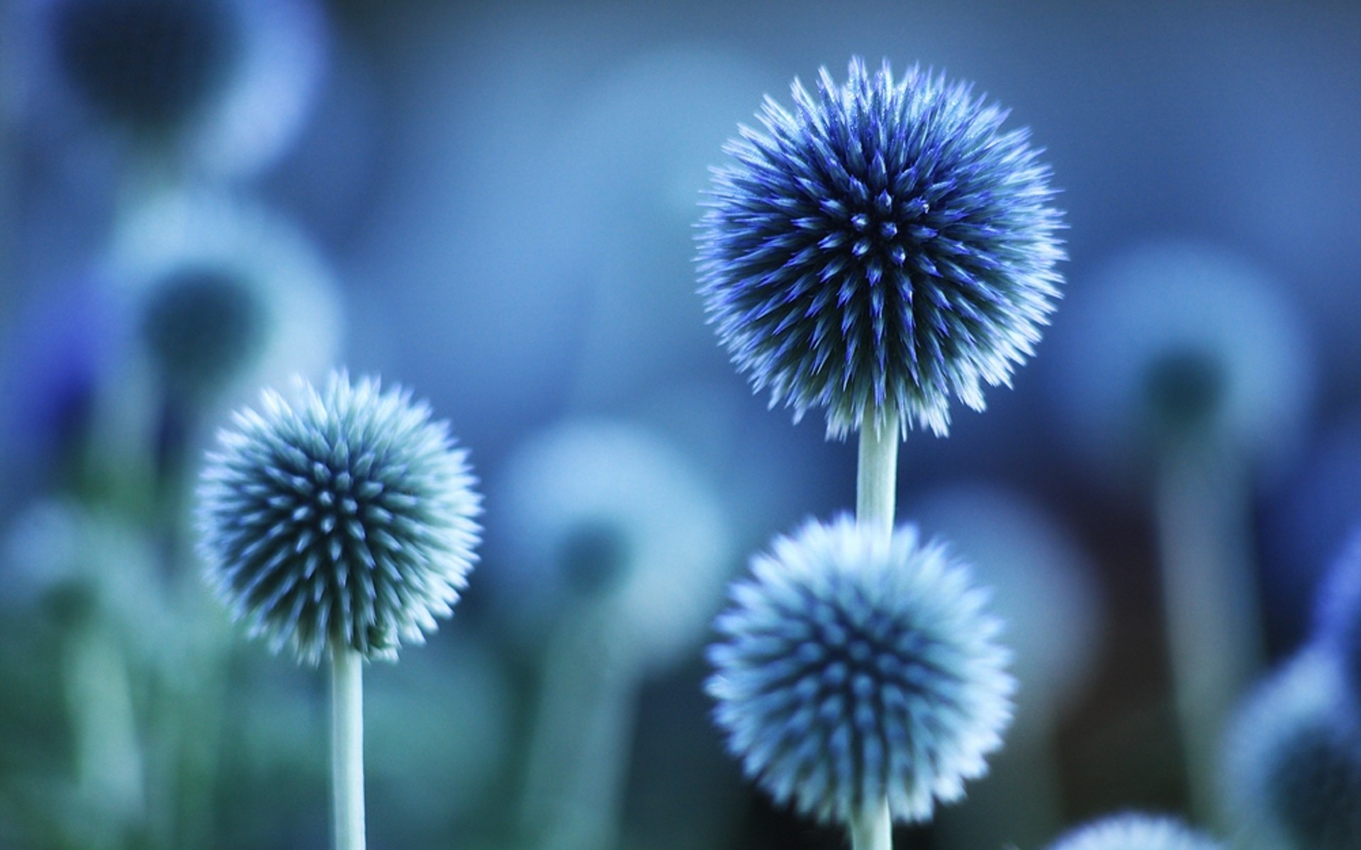 Echinops, Fiori, Blu, Bokeh, immagine di sfondo Android