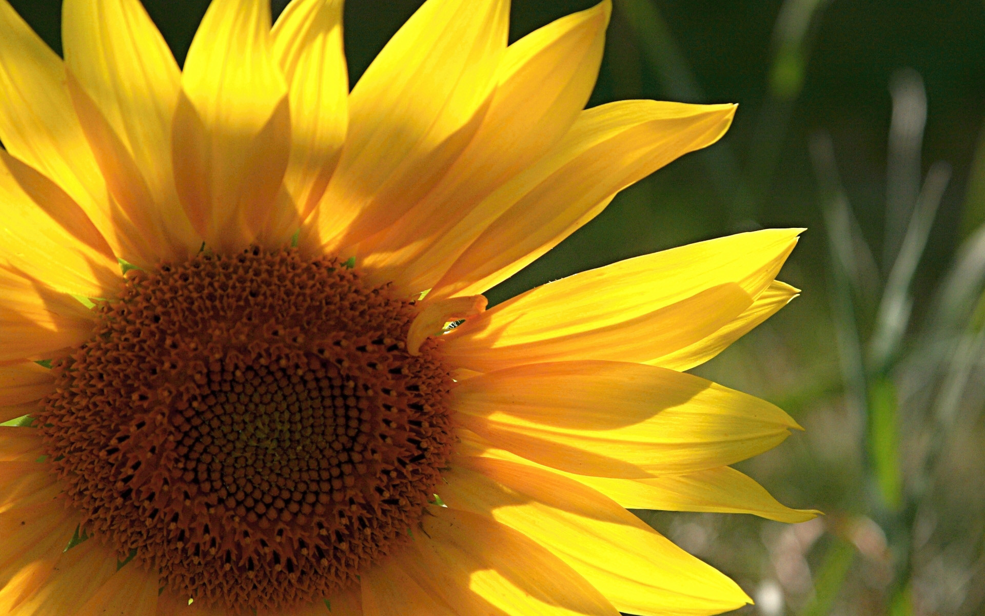 Girasole, Giallo, Macro, 1920x1200, wallpaper desktop