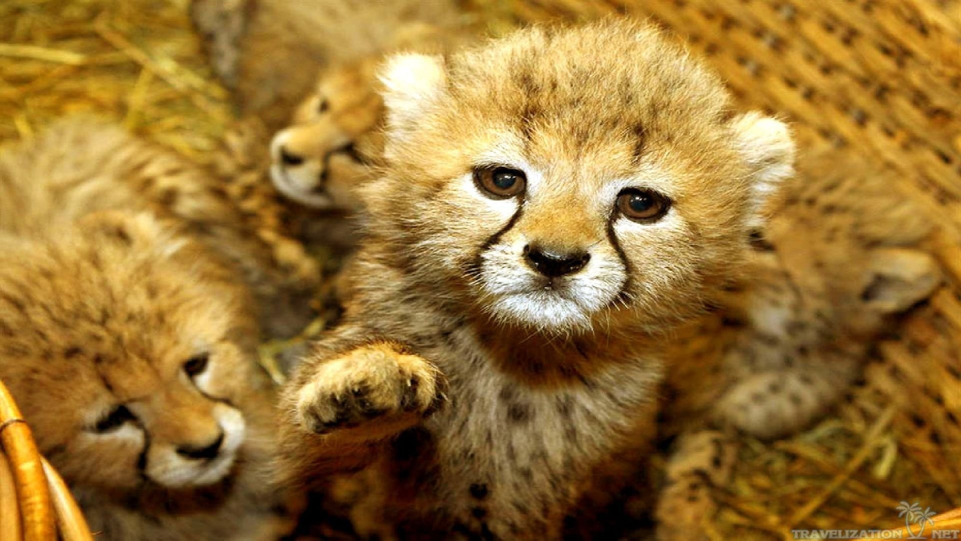 Cuccioli di ghepardo, Ghepardo, Tenero, Primo piano, Full HD 1080p, sfondo desktop