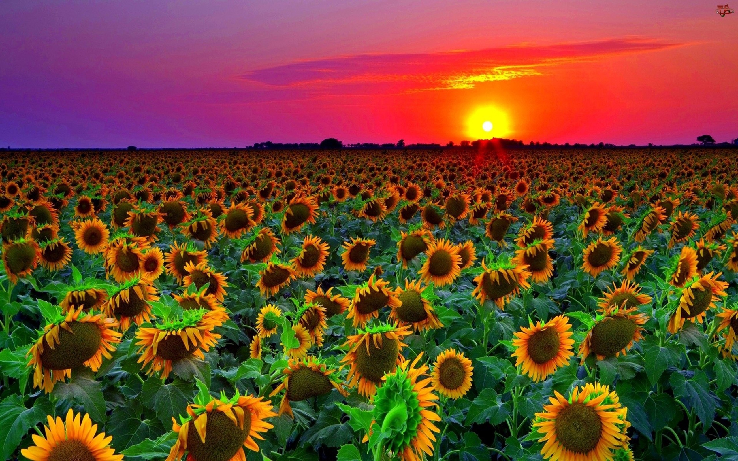 Campo di girasoli, Girasoli, Tramonto, Cielo rosa, 2K, sfondo per PC