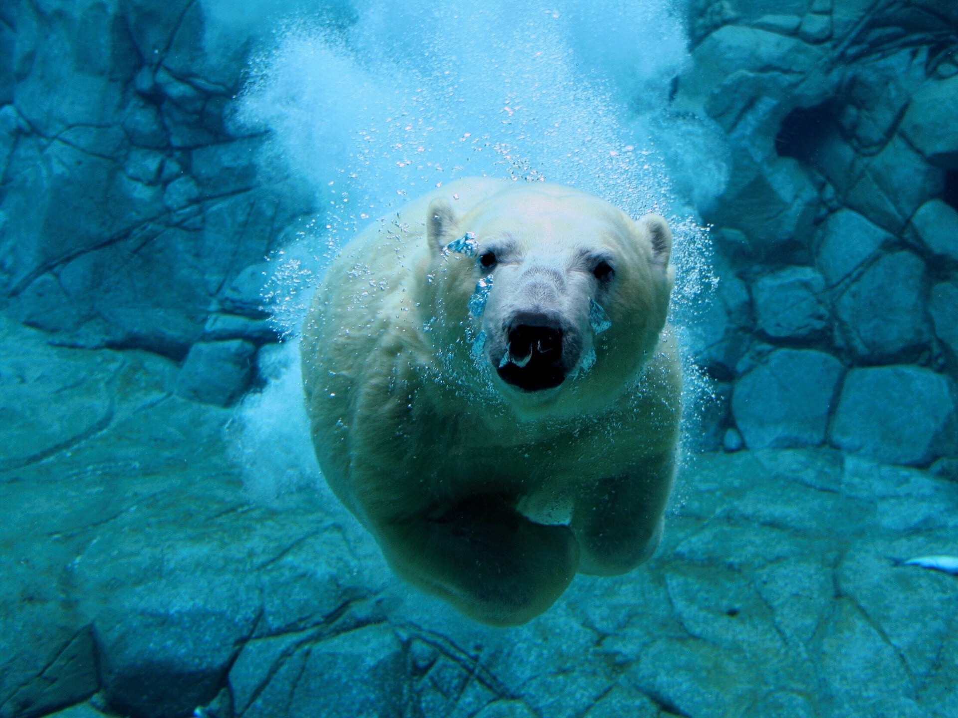 Orso polare, Sott'acqua, Nuoto, Azzurro, Full HD, sfondo per iPad e tablet