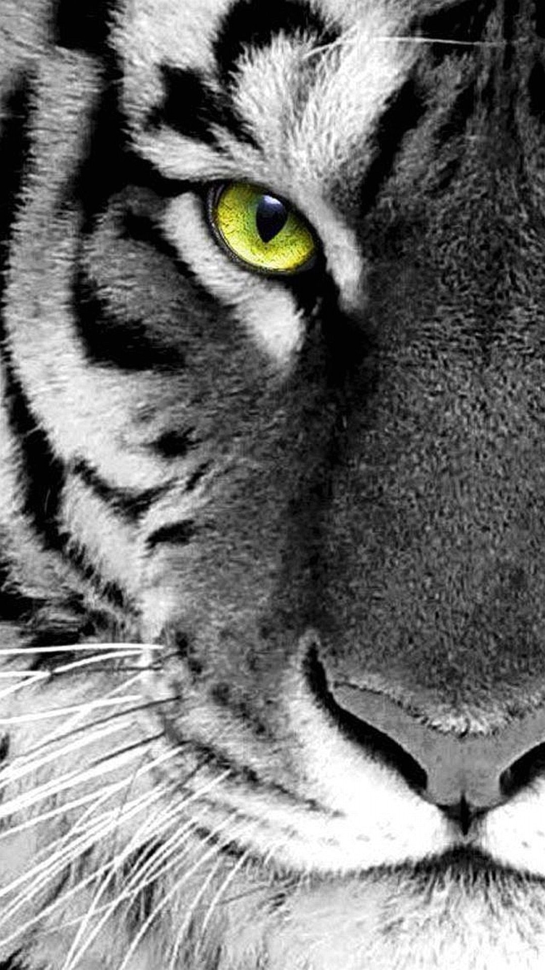 Tigre, Bianco e nero, Primo piano, Occhio verde, sfondo iPhone 6 Full HD