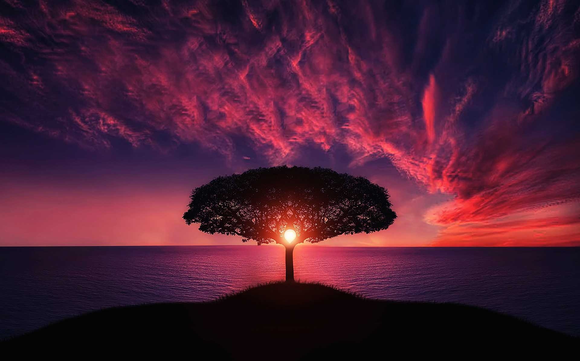 Albero, Silhouette, Tramonto, Cielo rosso, Full HD, sfondo per portatile