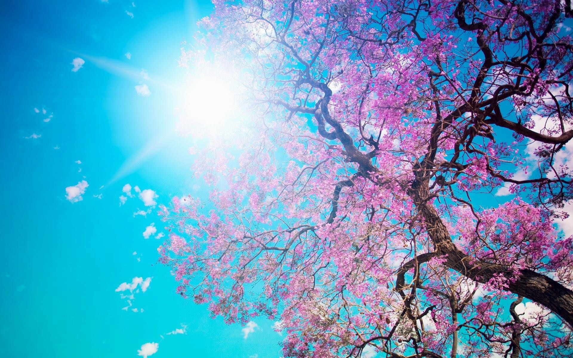 Albero in fiore, Sole, Cielo azzurro, Fiori rosa, Full HD, sfondo per desktop