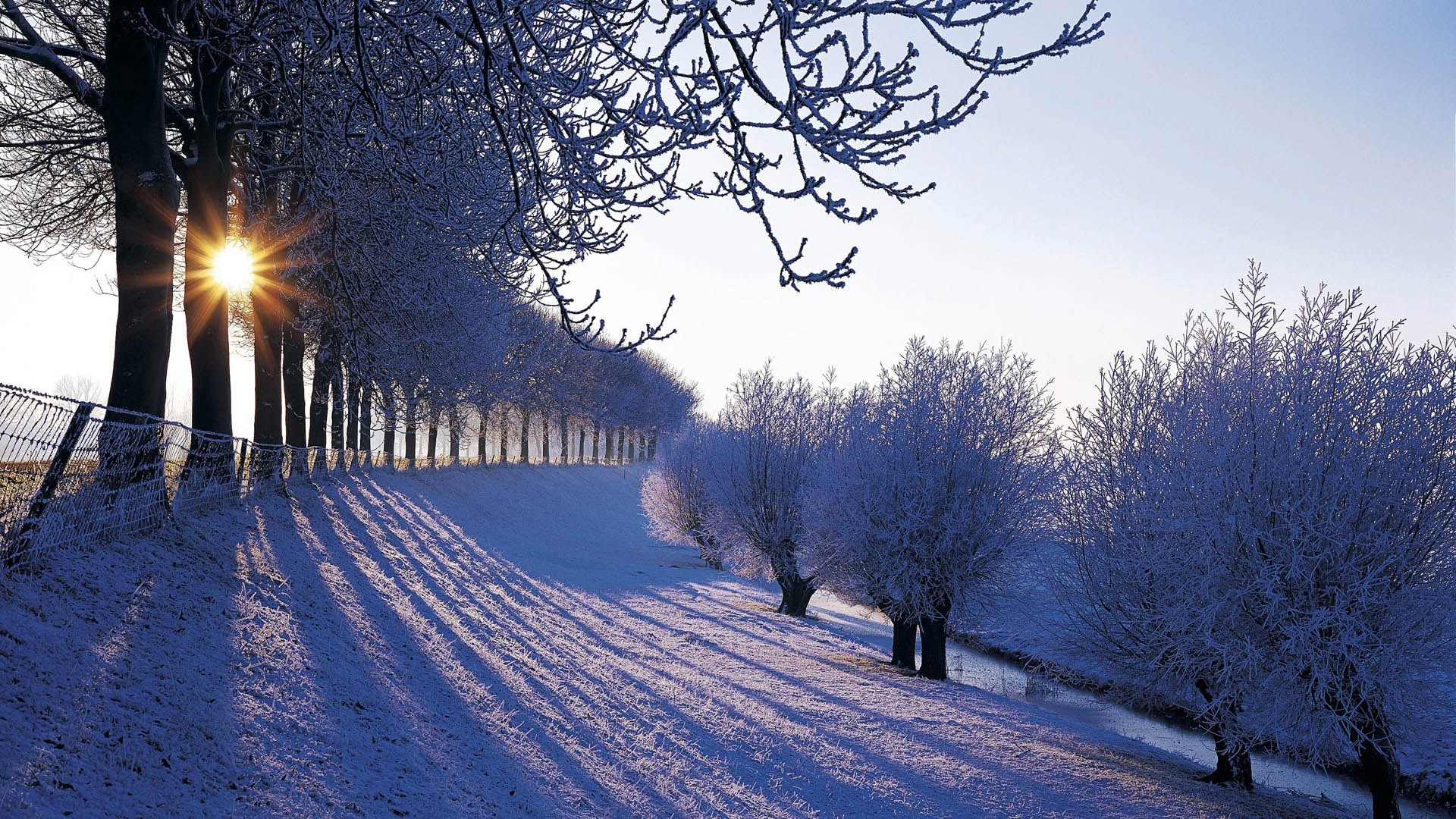 Viale alberato, Ombre, Sole, Brina, Full HD, wallpaper desktop