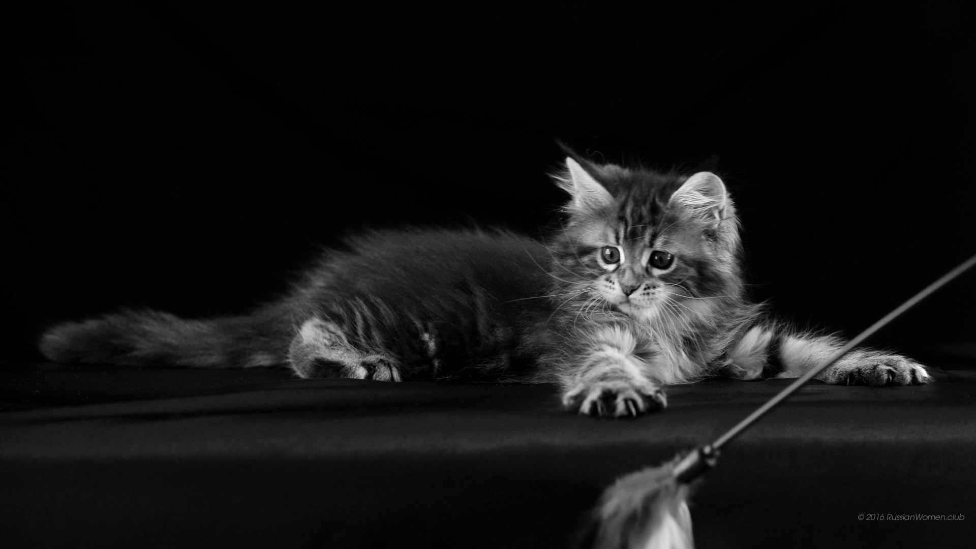Gattino, Bianco e nero, Full HD, sfondo per PC e portatile