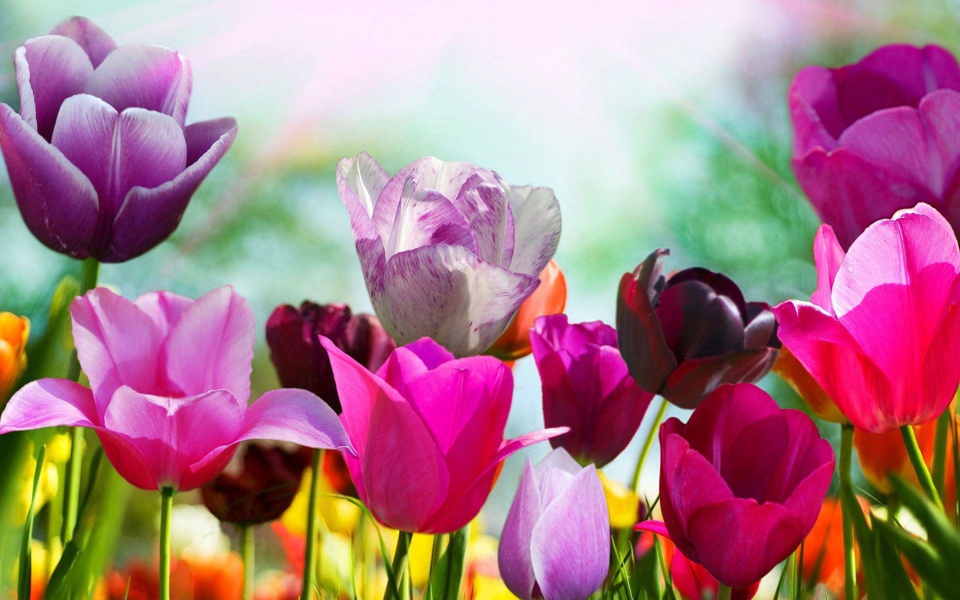Tulipani, Rosa e viola, Fiori, 1920x1200, sfondo MacBook Pro