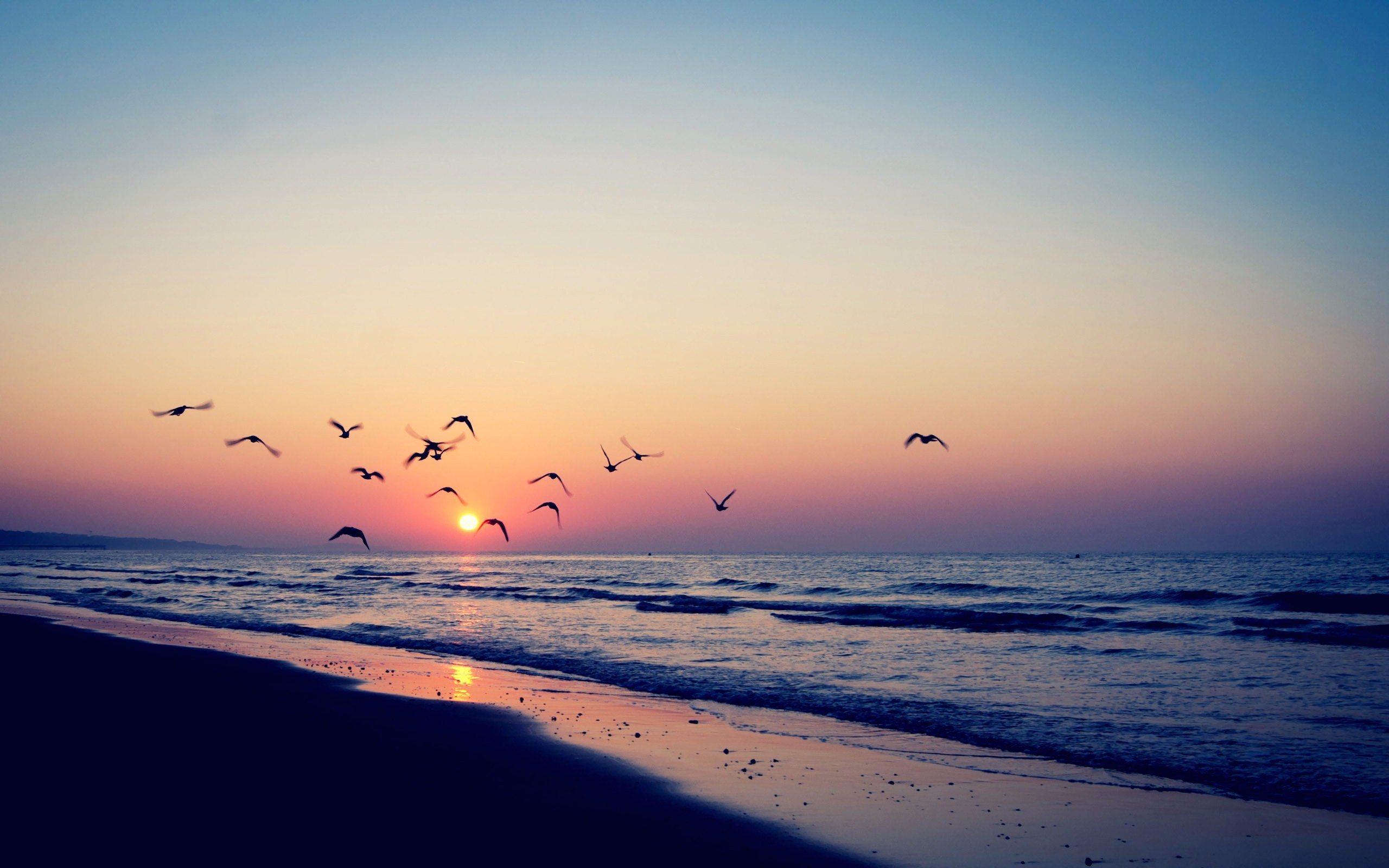 Tramonto, Spiaggia, Gabbiani, Mare, 2K, sfondo per desktop