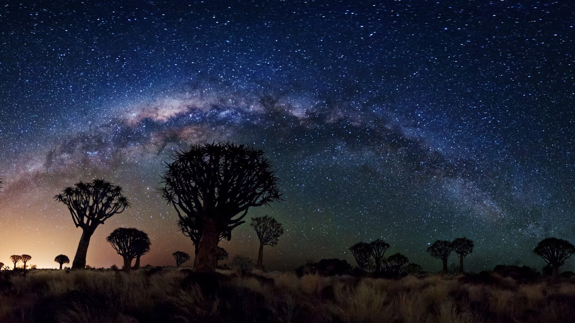 Via Lattea, Alberi faretra, Cielo stellato, Full HD, sfondo desktop