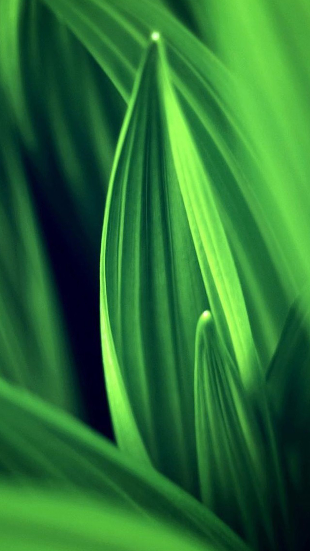 Foglie, Macro, Verde, sfondo per iPhone e Android