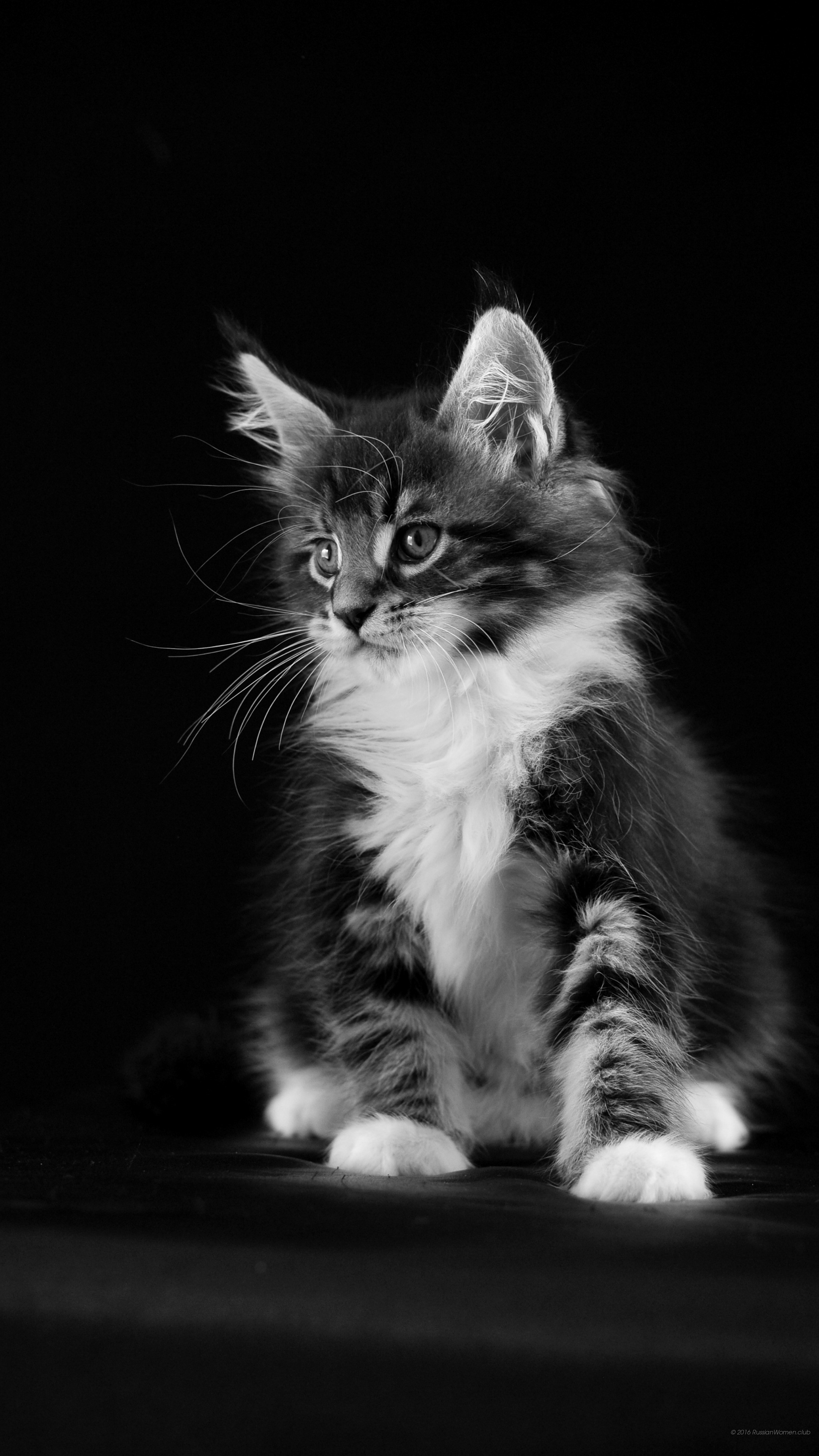 Gattino, Gatto, Bianco e nero, Sfondo nero, QHD+, wallpaper per cellulare