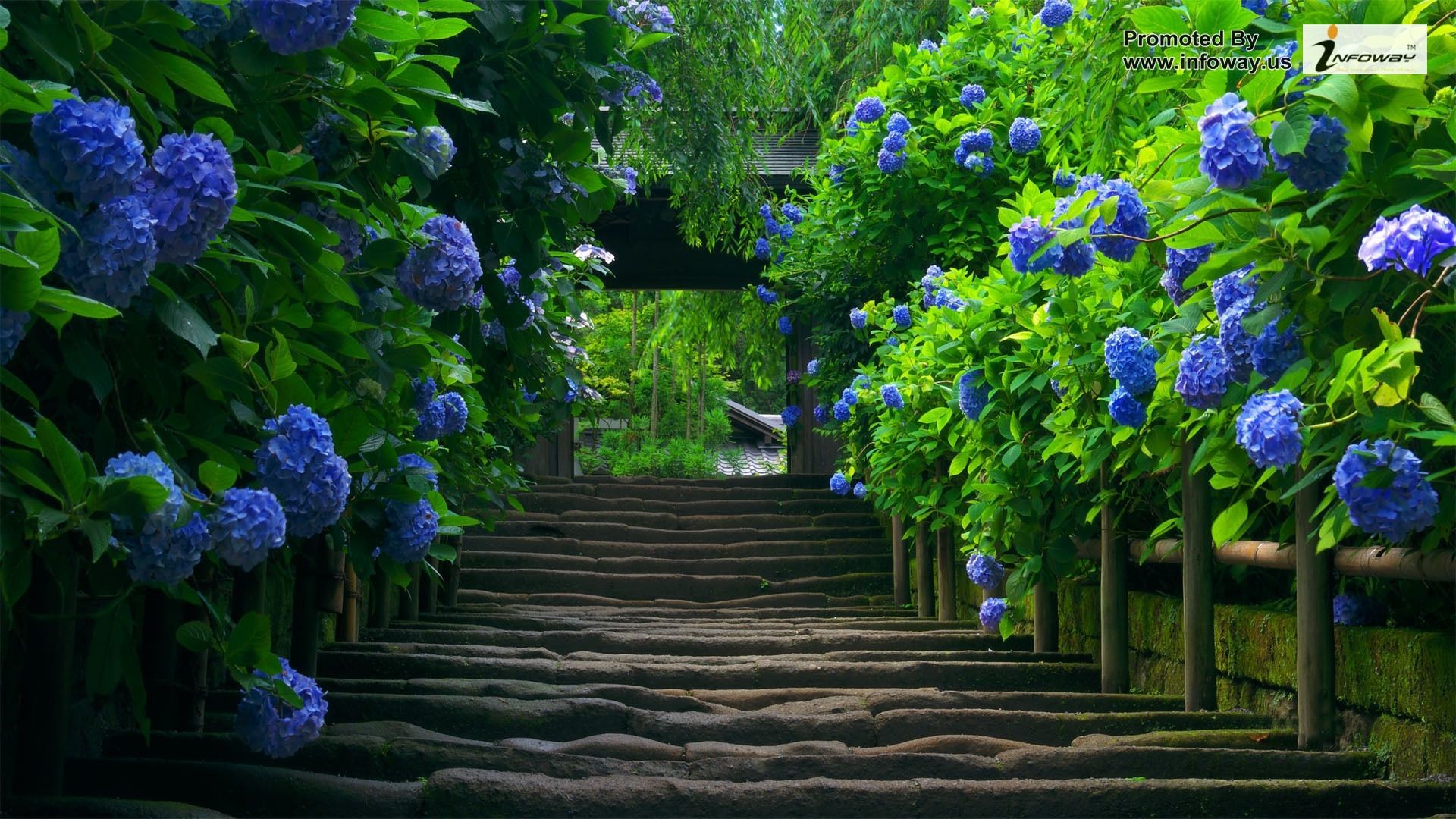 Ortensie blu, Scalinata, Giardino, Fiori, Full HD, sfondo per portatile