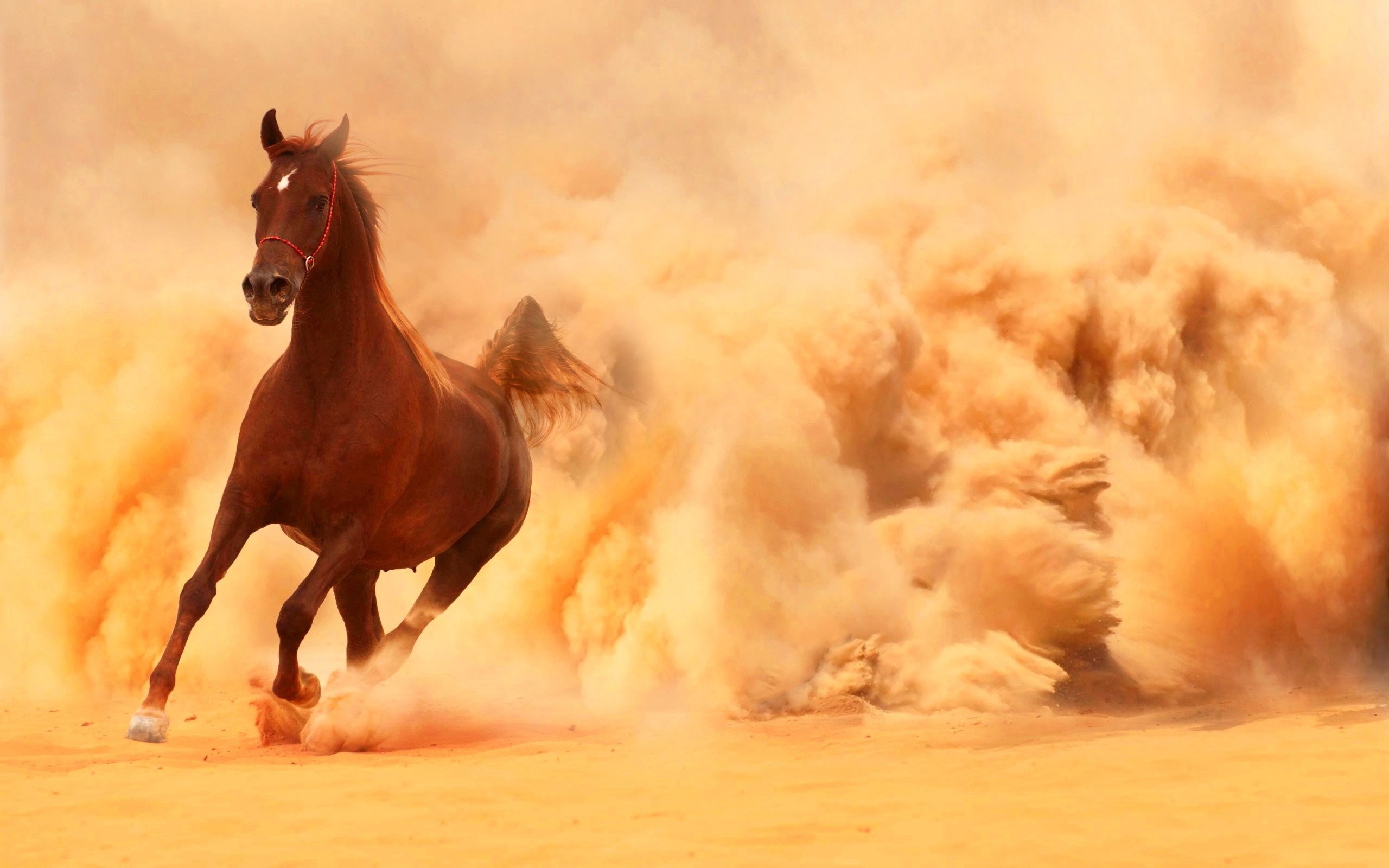 Cavallo sauro, Galoppo, Tempesta di sabbia, Polvere arancione, 2K 1600p, sfondo desktop