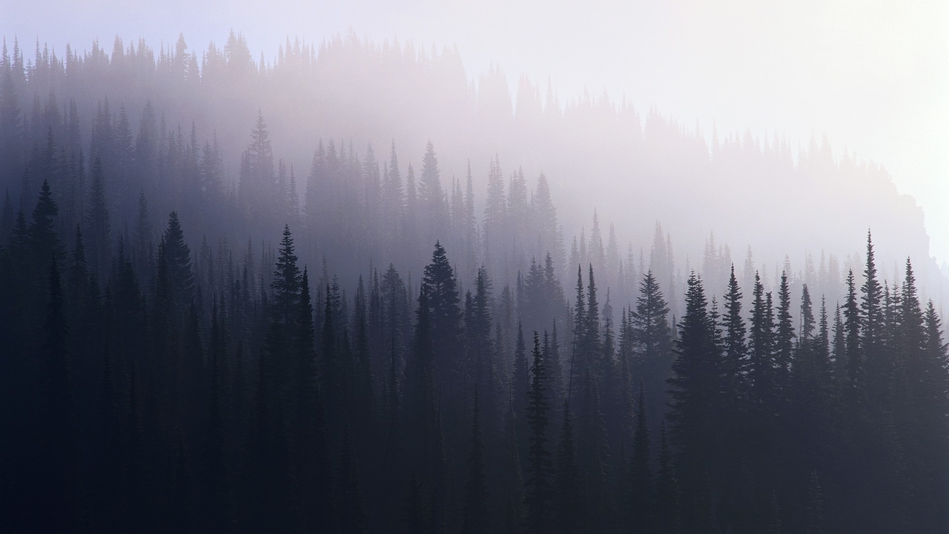 Foresta di conifere, Nebbia, Minimalismo, Toni freddi, 1920x1080, sfondo per PC