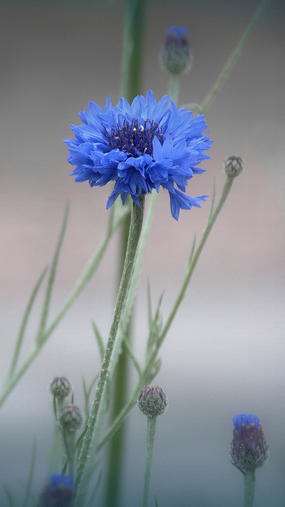 Fiordaliso, Fiore blu, Macro, Sfondo grigio, schermata Home iPhone 6S