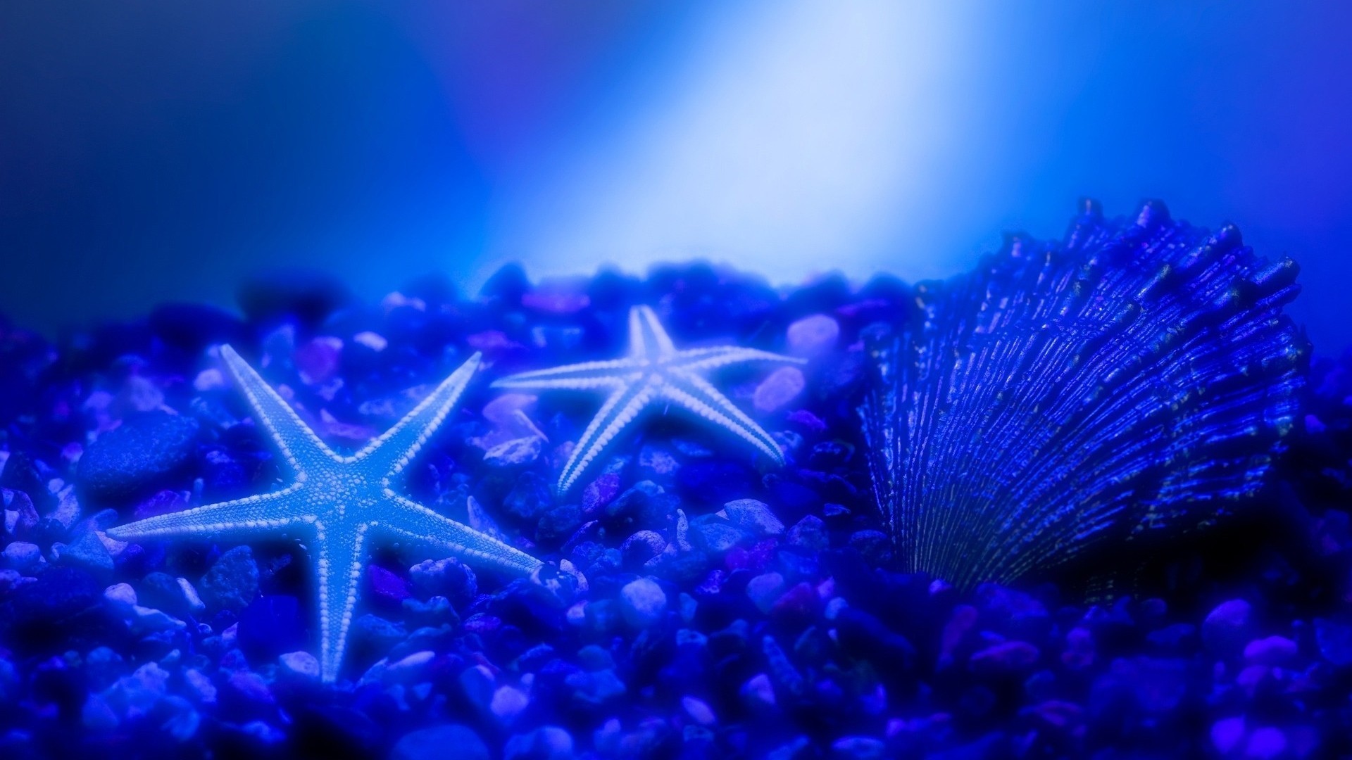 Stelle marine, Conchiglia, Ciottoli blu, Luce blu, 16:9 Full HD, wallpaper widescreen