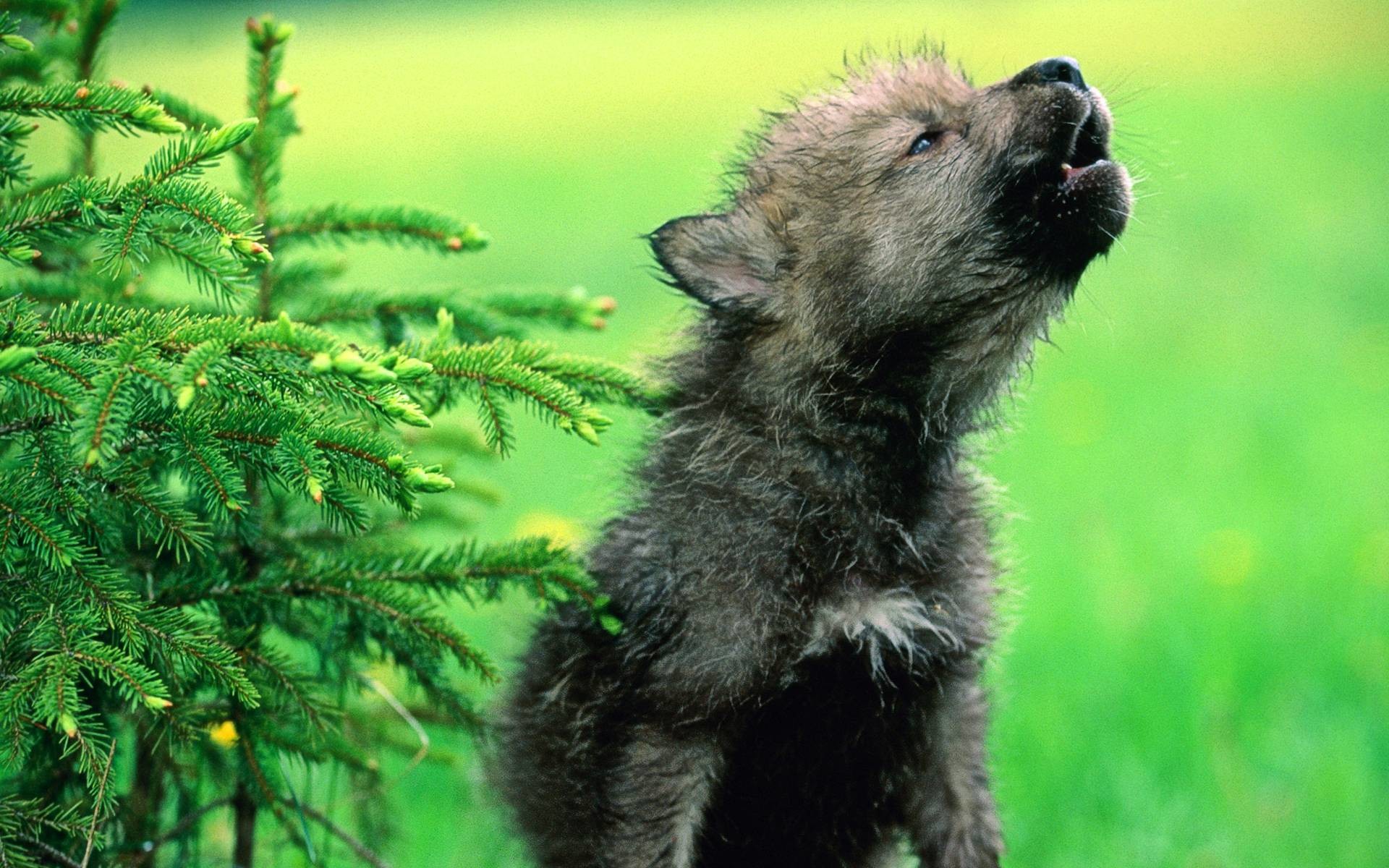 Cucciolo di lupo, Ululato, Abete, 16:10 Full HD, sfondo widescreen