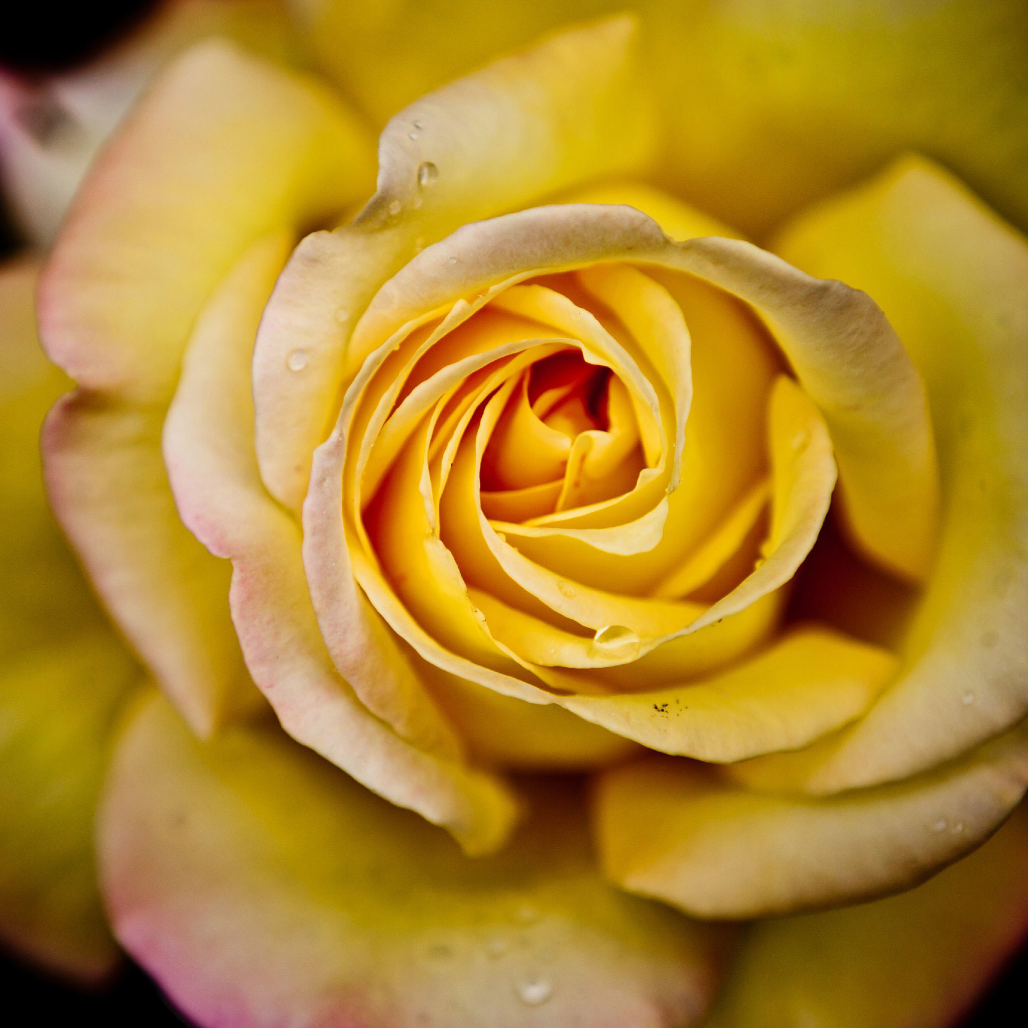 Rosa gialla, Macro, Petali, sfondo per iPad e tablet