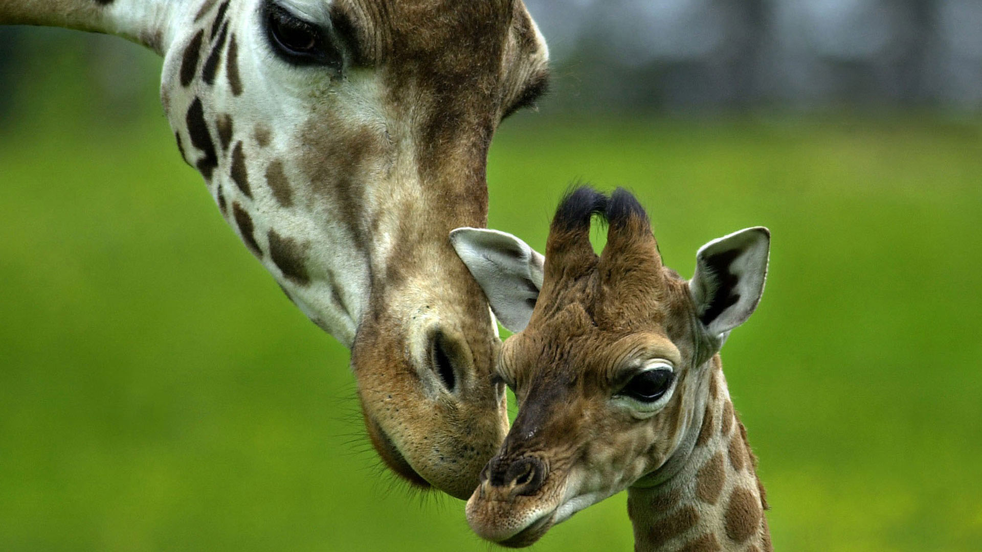 Giraffa, Cucciolo, Madre e figlio, Prato, 1920x1080, sfondo per PC