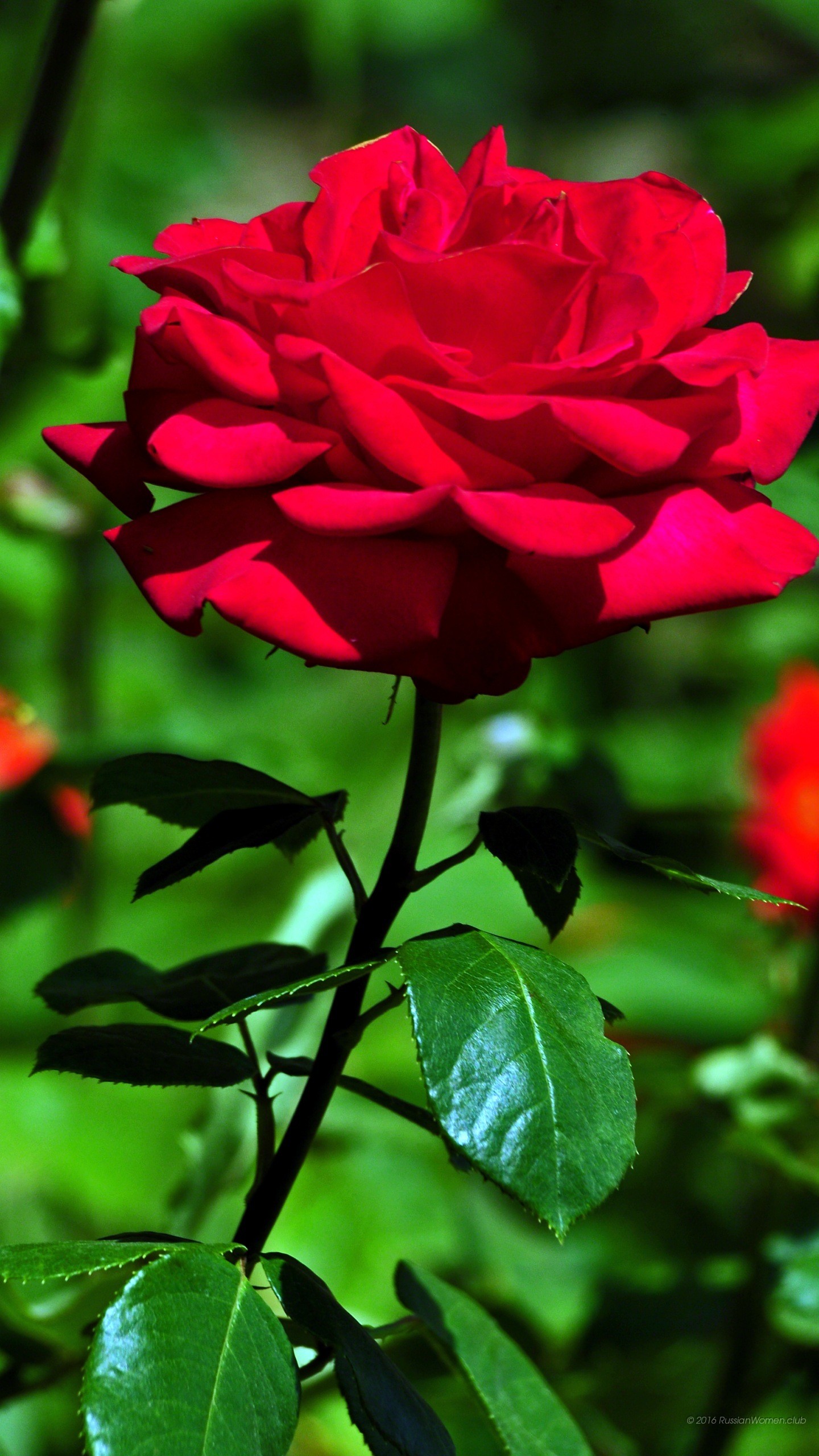 Rosa rossa, Fiore, Foglie verdi, QHD+, wallpaper per smartphone