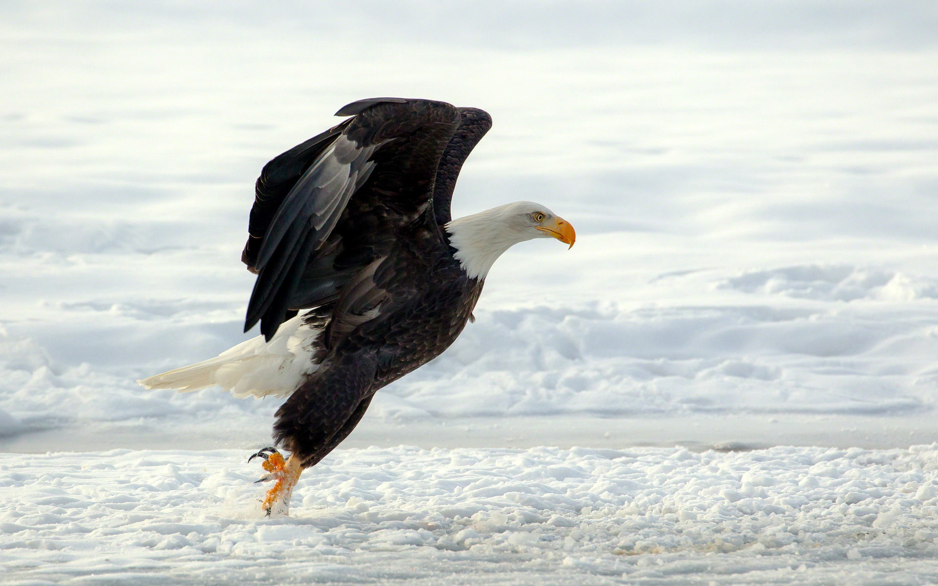 Aquila calva, Neve, Atterraggio, 1920x1200, immagine di sfondo