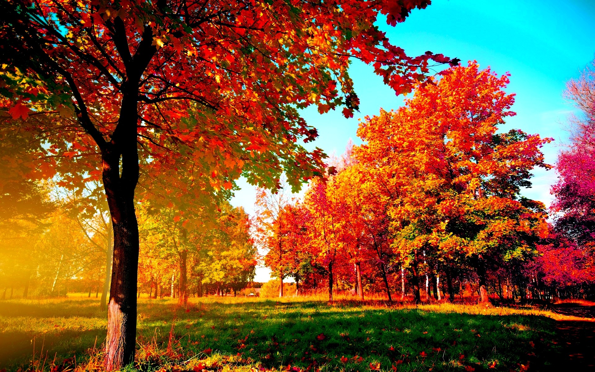 Alberi rossi, Parco, Prato, Cielo azzurro, 1920x1200, sfondo per PC