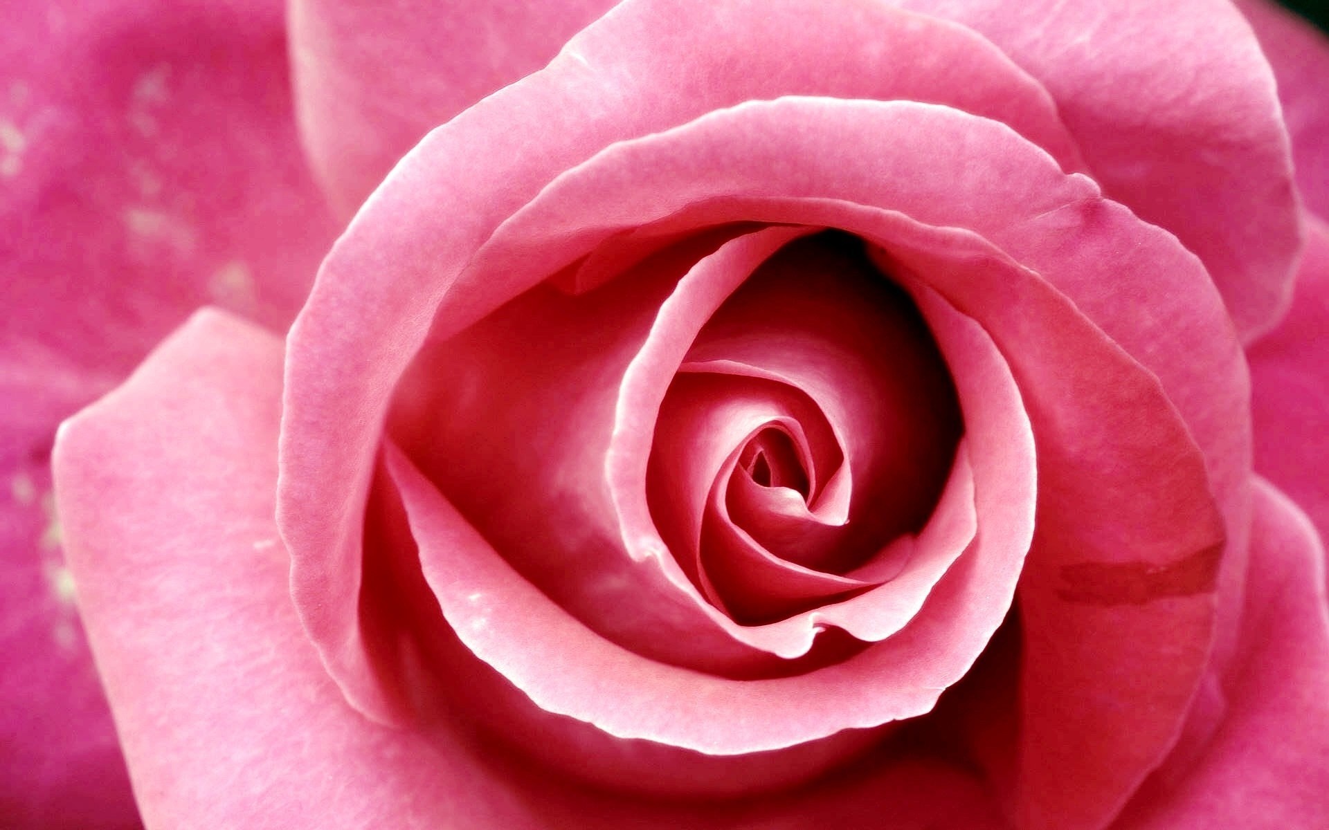 Rosa rosa, Spirale di petali, Macro, 1920x1200, wallpaper desktop