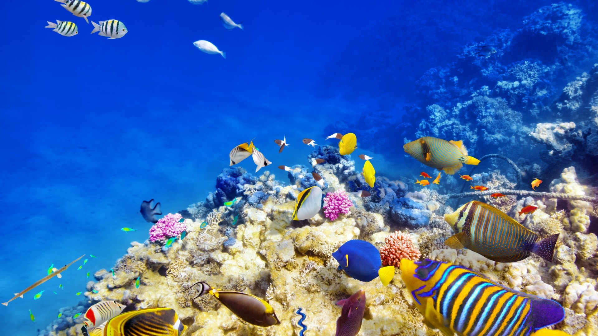 Barriera corallina, Pesci tropicali, Sott'acqua, 1920x1080, sfondo per PC