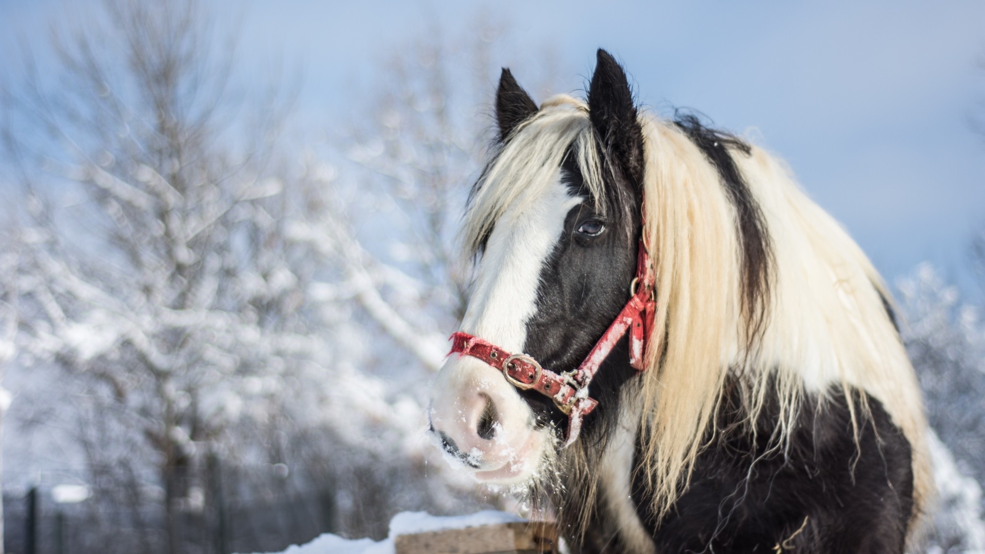 Gypsy Vanner, Cavallo pezzato, Neve, Inverno, Criniera bianca, Full HD, sfondo per PC e portatile
