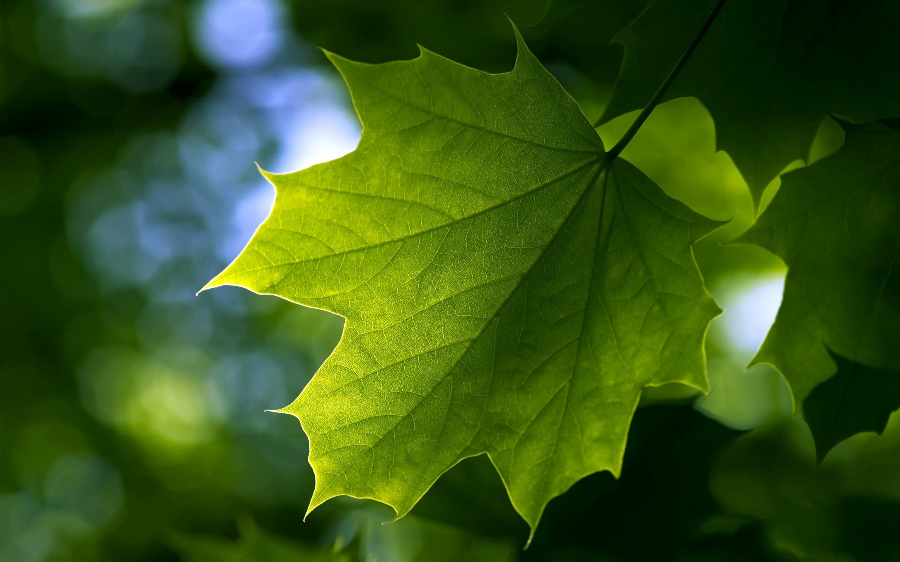 Foglia d'acero, Verde, Macro, Bokeh, 2K, wallpaper desktop