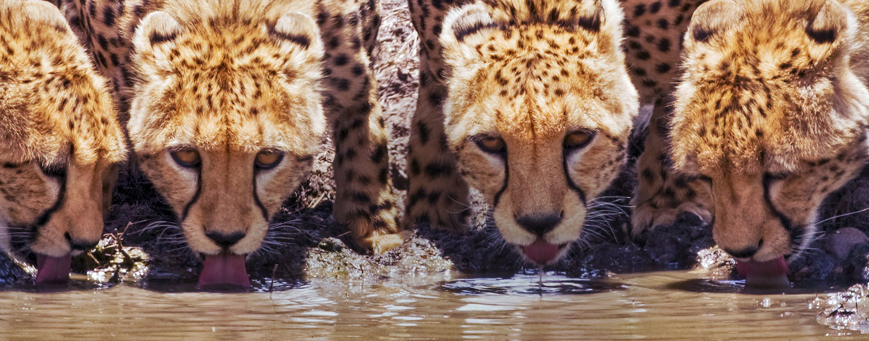 Ghepardi, Abbeverata, Acqua, Animali, 2K, immagine di sfondo Mac