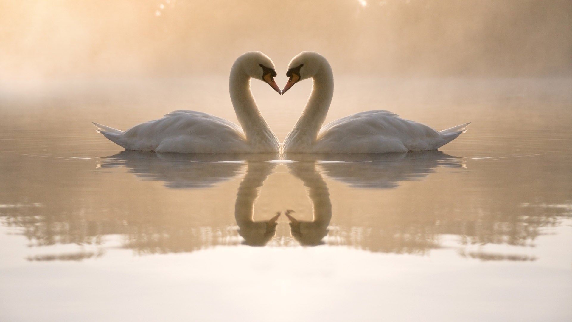Cigni, Cuore, Lago, Nebbia, 1920x1080, sfondo per PC