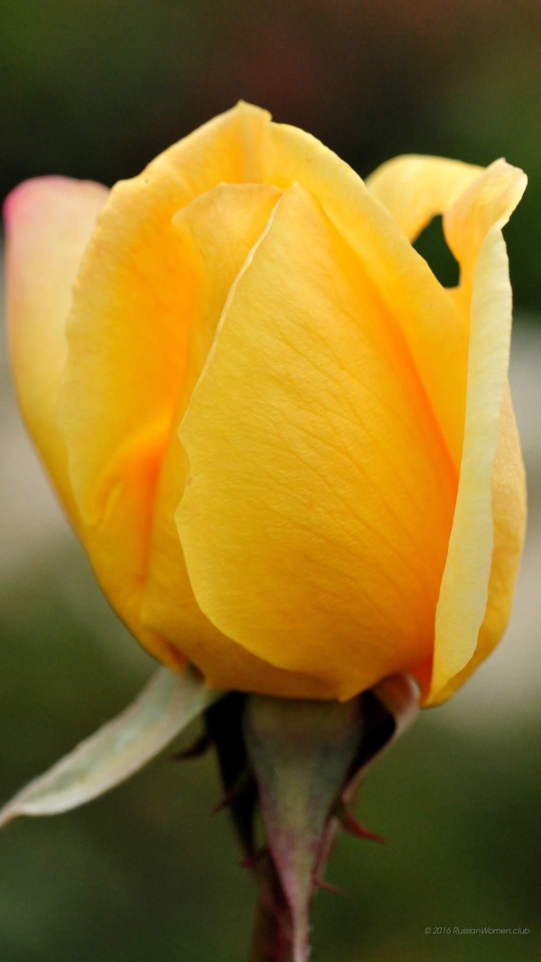 Rosa gialla, Bocciolo, Fiore, sfondo per Huawei P9
