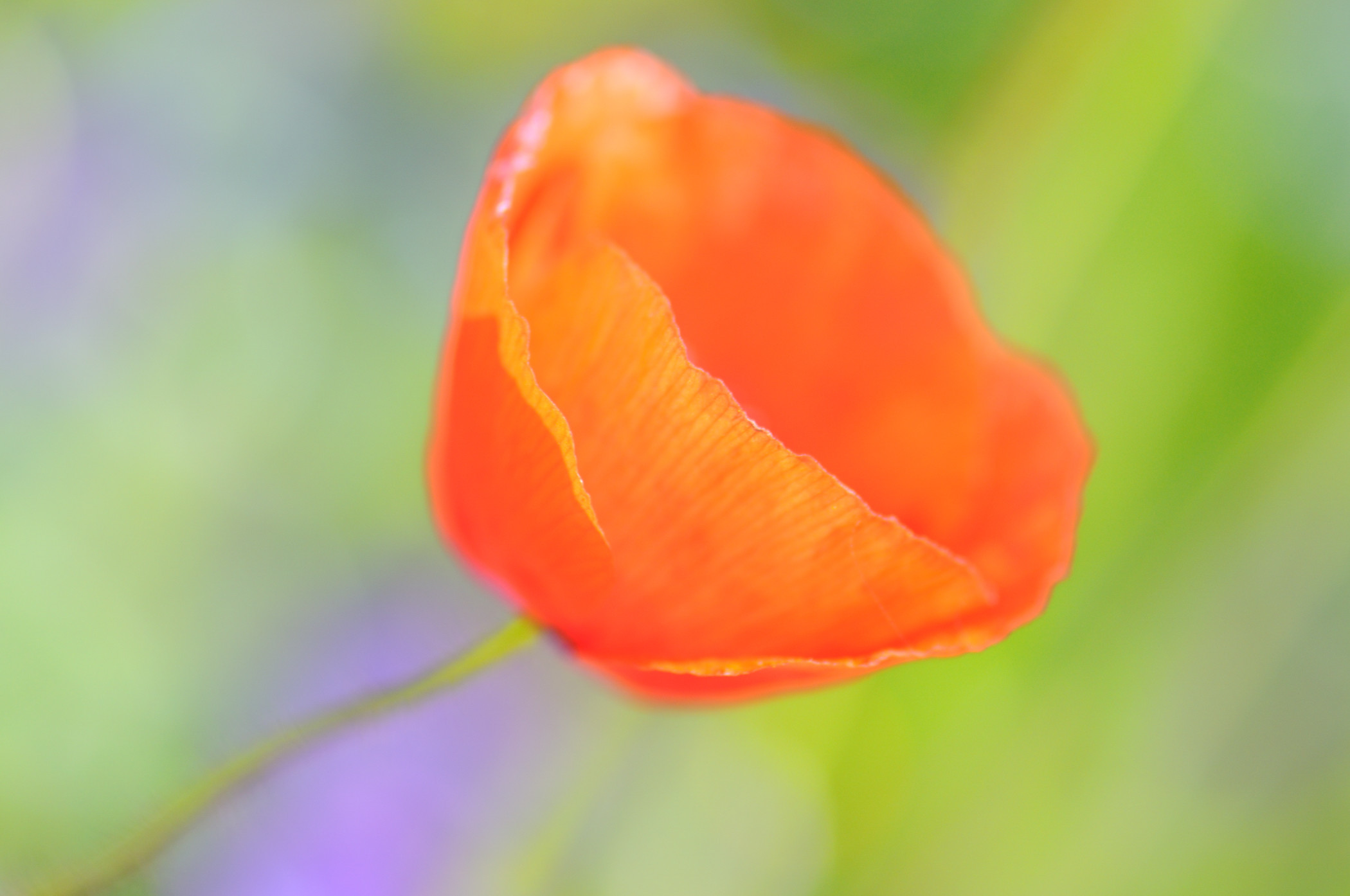 Papavero, Arancione, Sfocato, Macro, Full HD, sfondo per PC e portatile