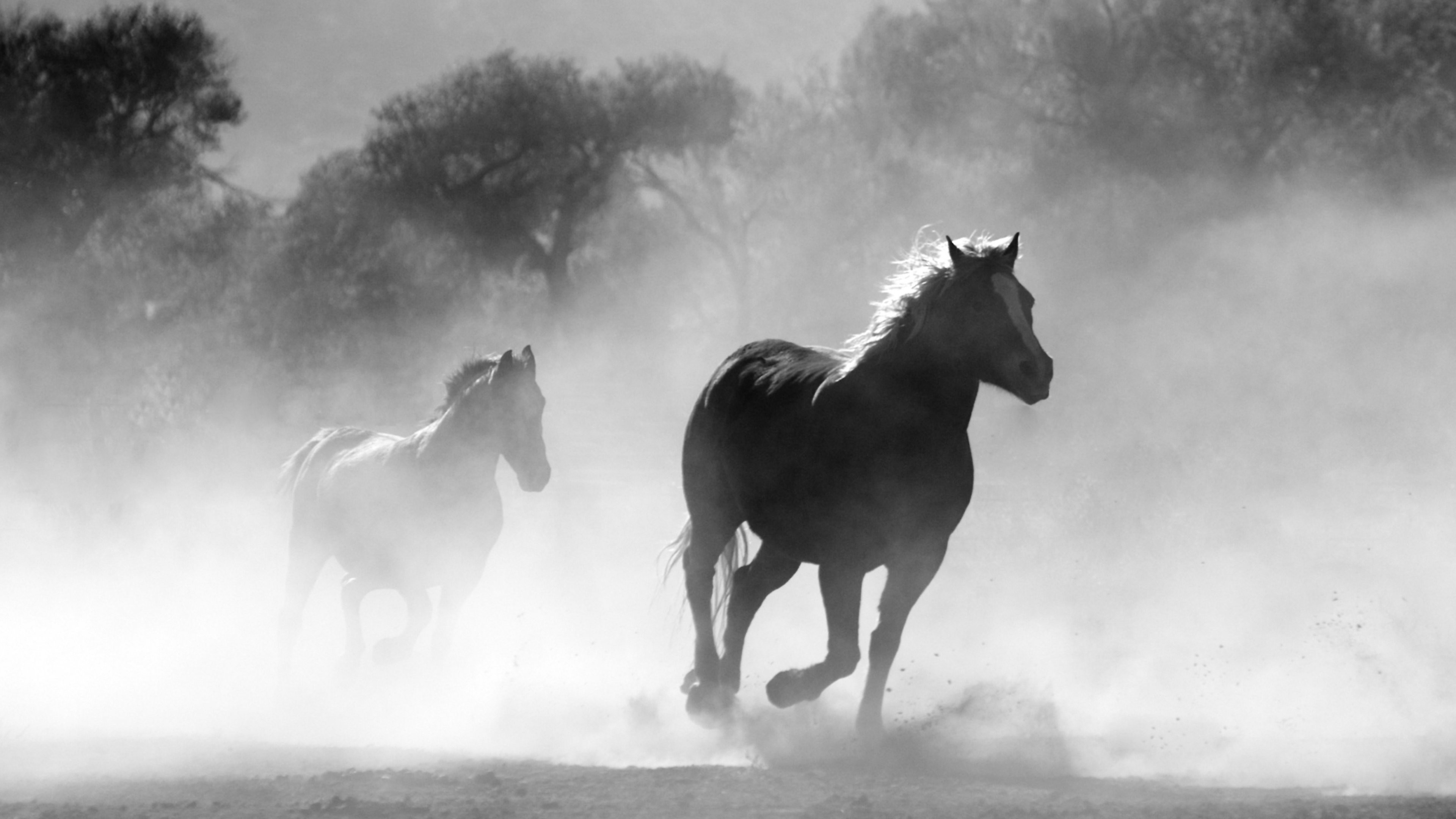 Cavalli, Galoppo, Nebbia, Bianco e nero, 4K, sfondo desktop