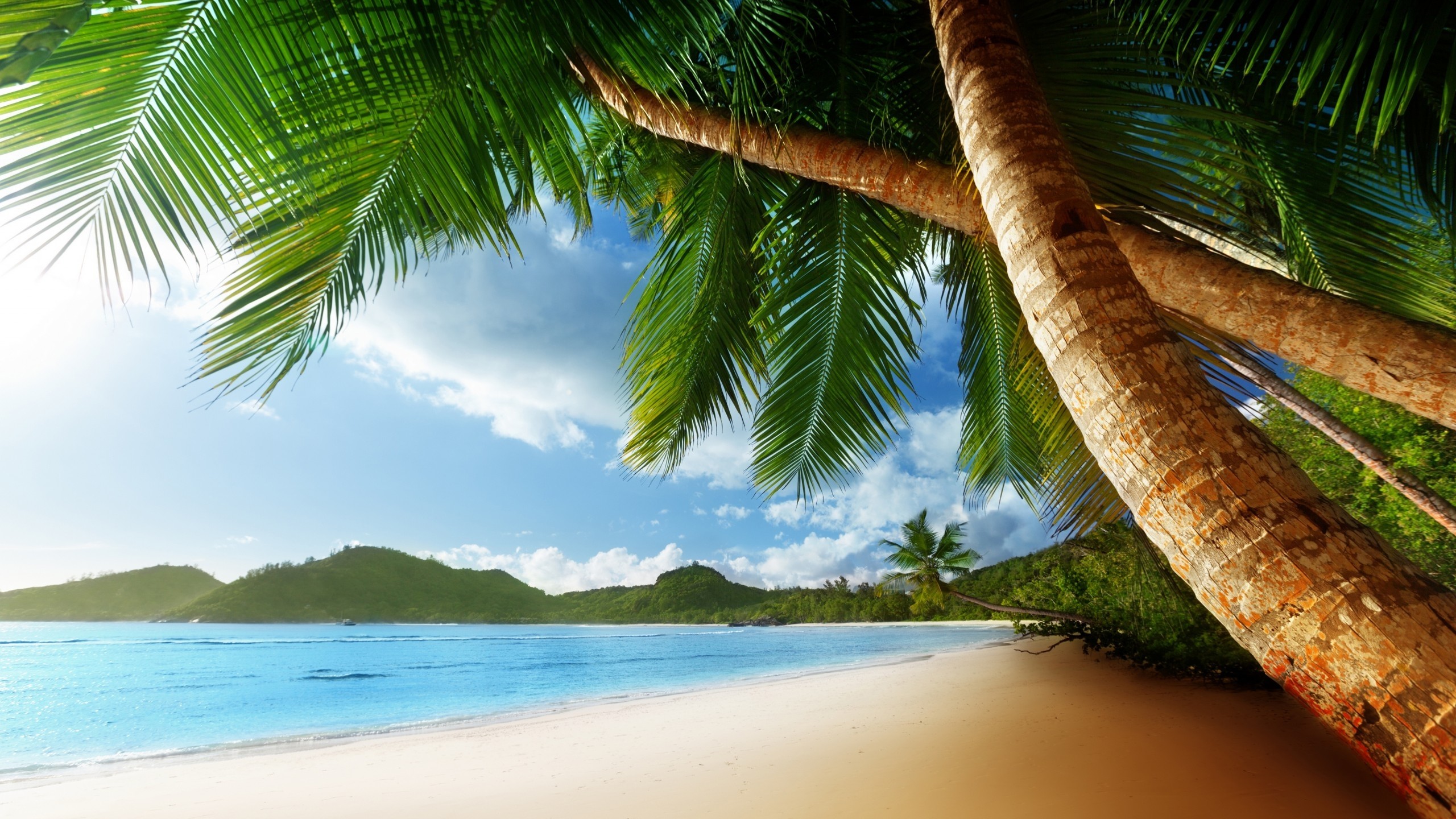 Palme, Spiaggia tropicale, Mare, 2K 1440p, sfondo desktop