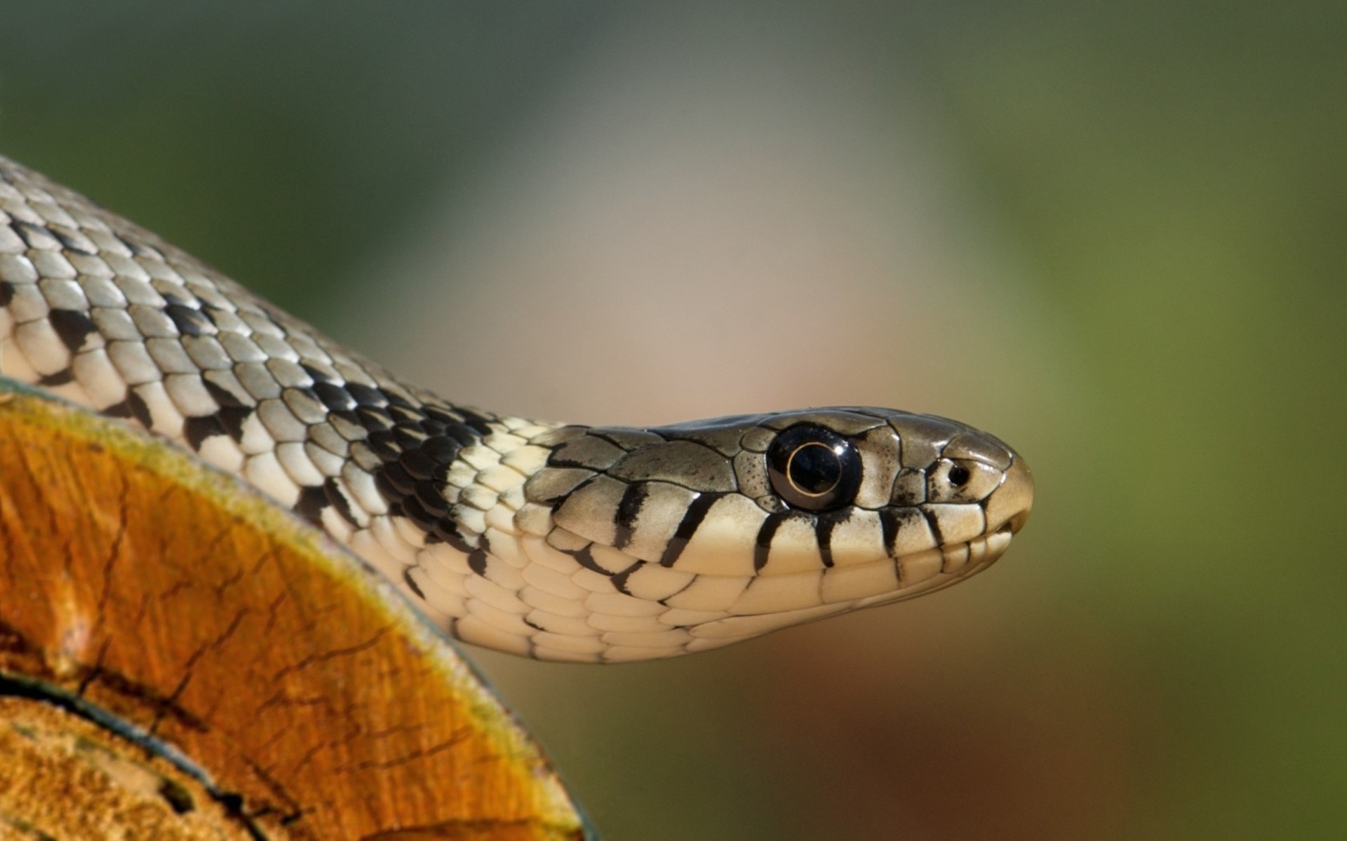 Biscia dal collare, Natrix natrix, Primo piano, Bokeh, 1920x1200, immagine di sfondo